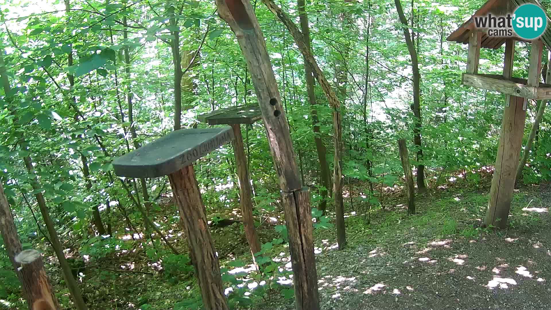 Comederos para pájaros en ZOO Ljubljana camera en vivo