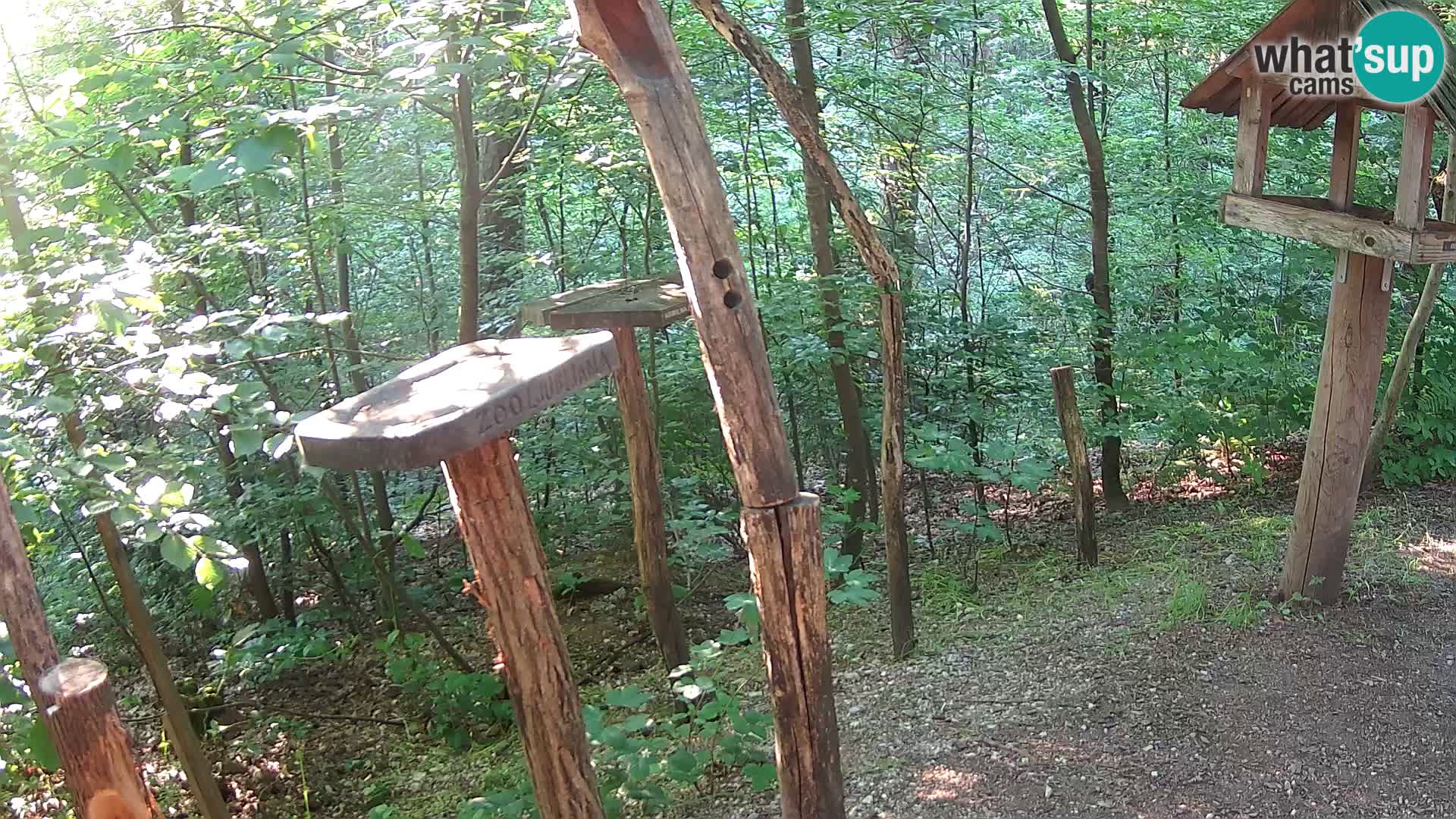 Mangiatoie per uccelli allo ZOO di Lubiana livecam