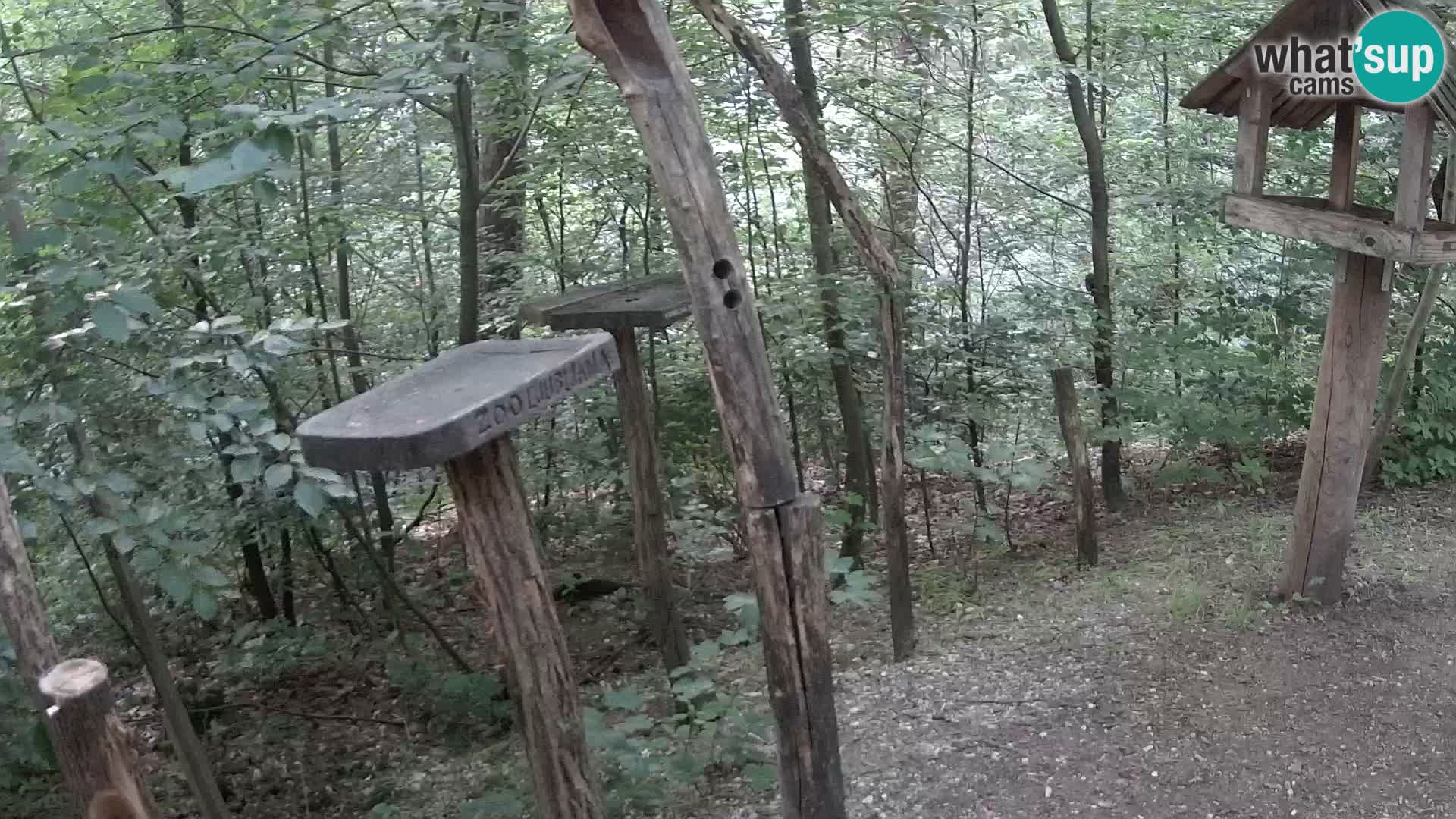 Mangiatoie per uccelli allo ZOO di Lubiana livecam