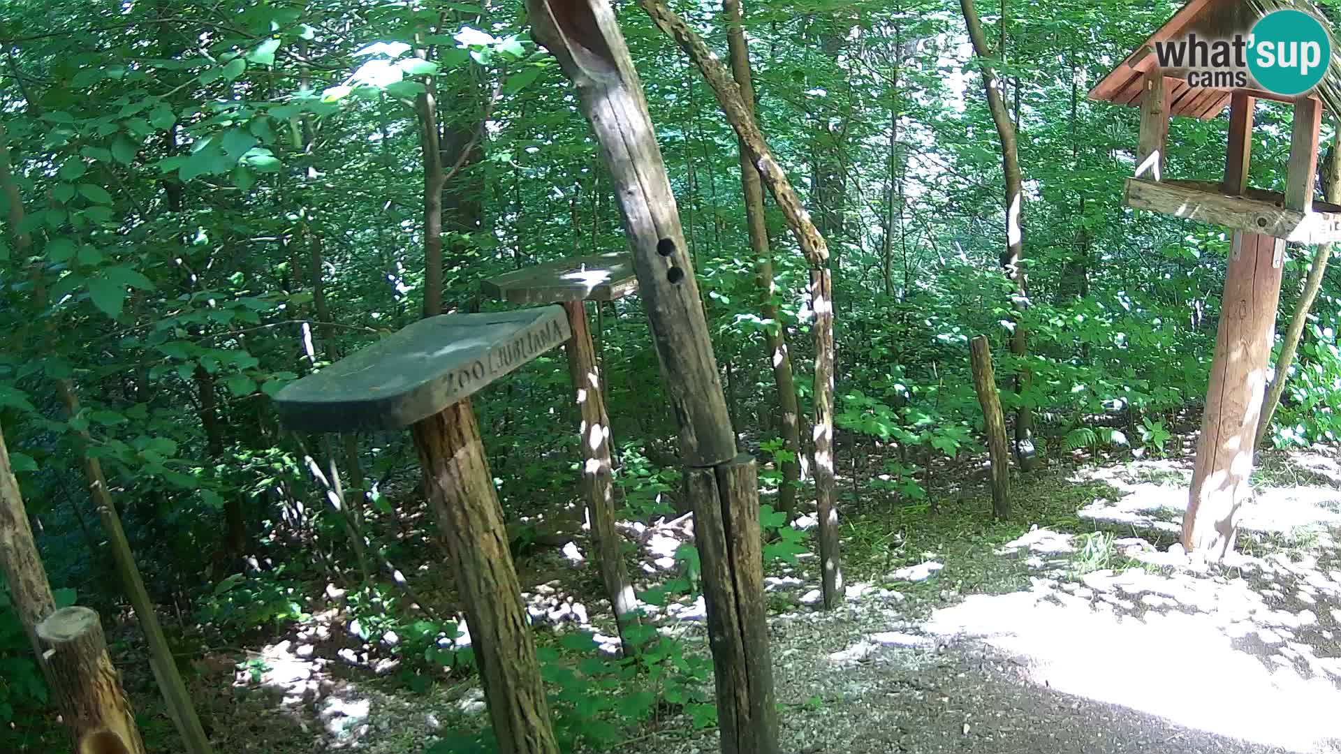 Hranilice za ptice u ZOO web kamera Ljubljana