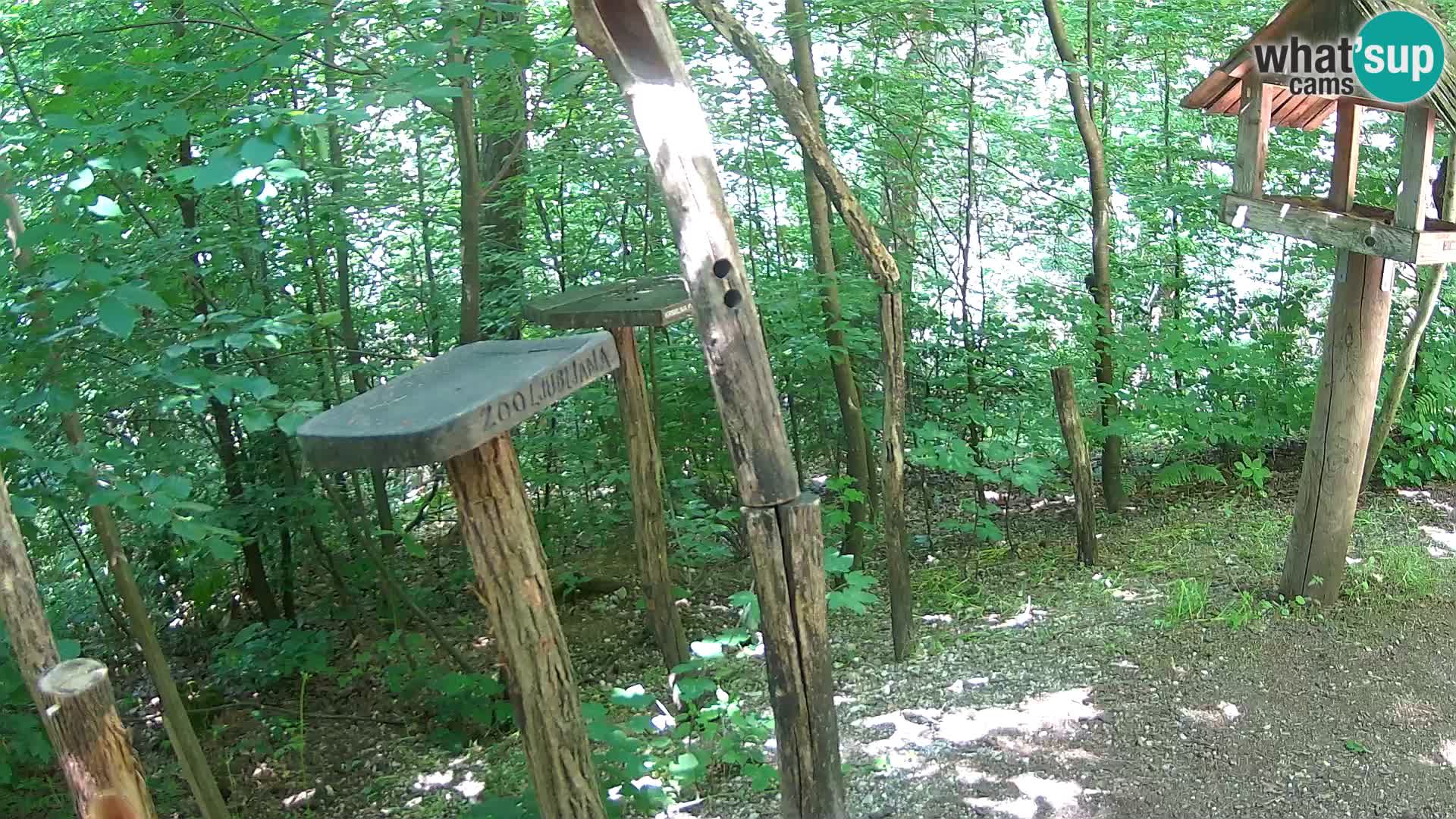 Hranilice za ptice u ZOO web kamera Ljubljana