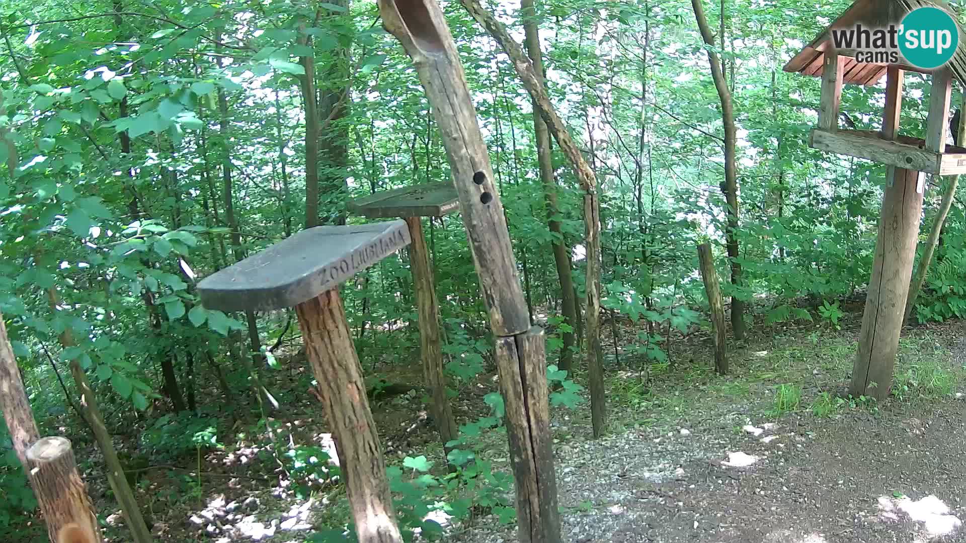 Vogelfutterhäuschen im ZOO webcam Ljubljana
