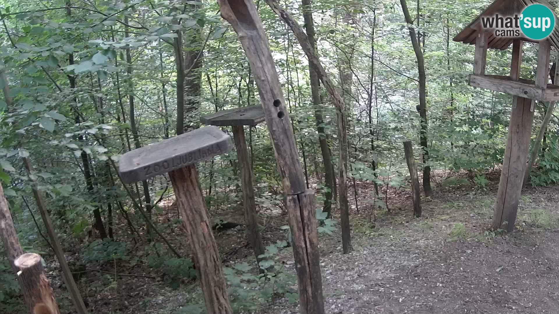 Vogelfutterhäuschen im ZOO webcam Ljubljana