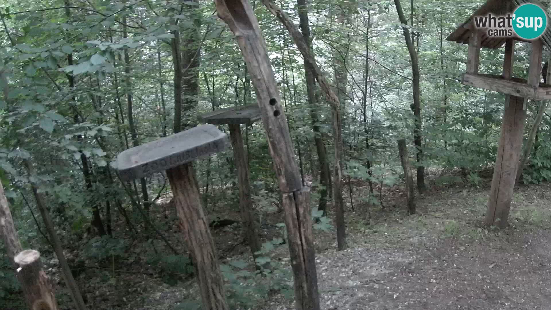 Vogelfutterhäuschen im ZOO webcam Ljubljana