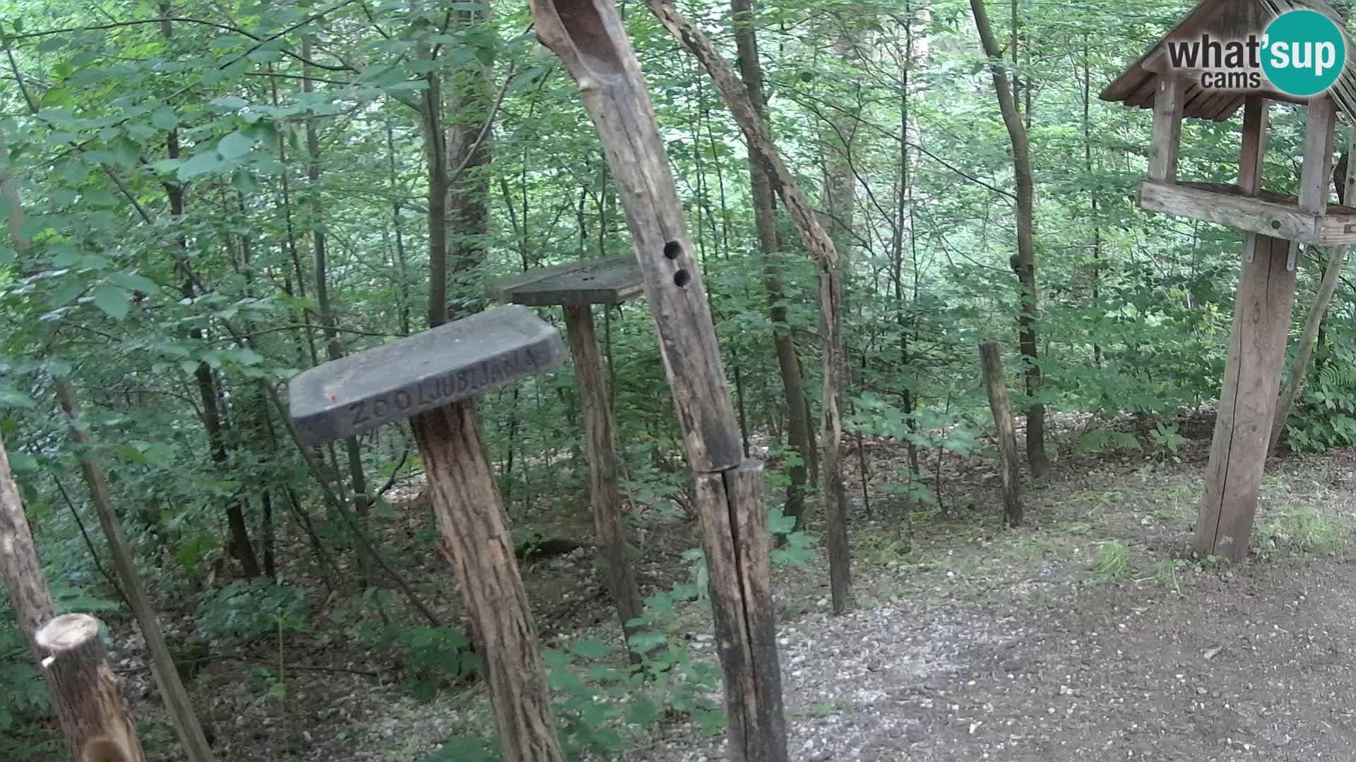 Mangeoires pour oiseaux au ZOO live webcam Ljubljana