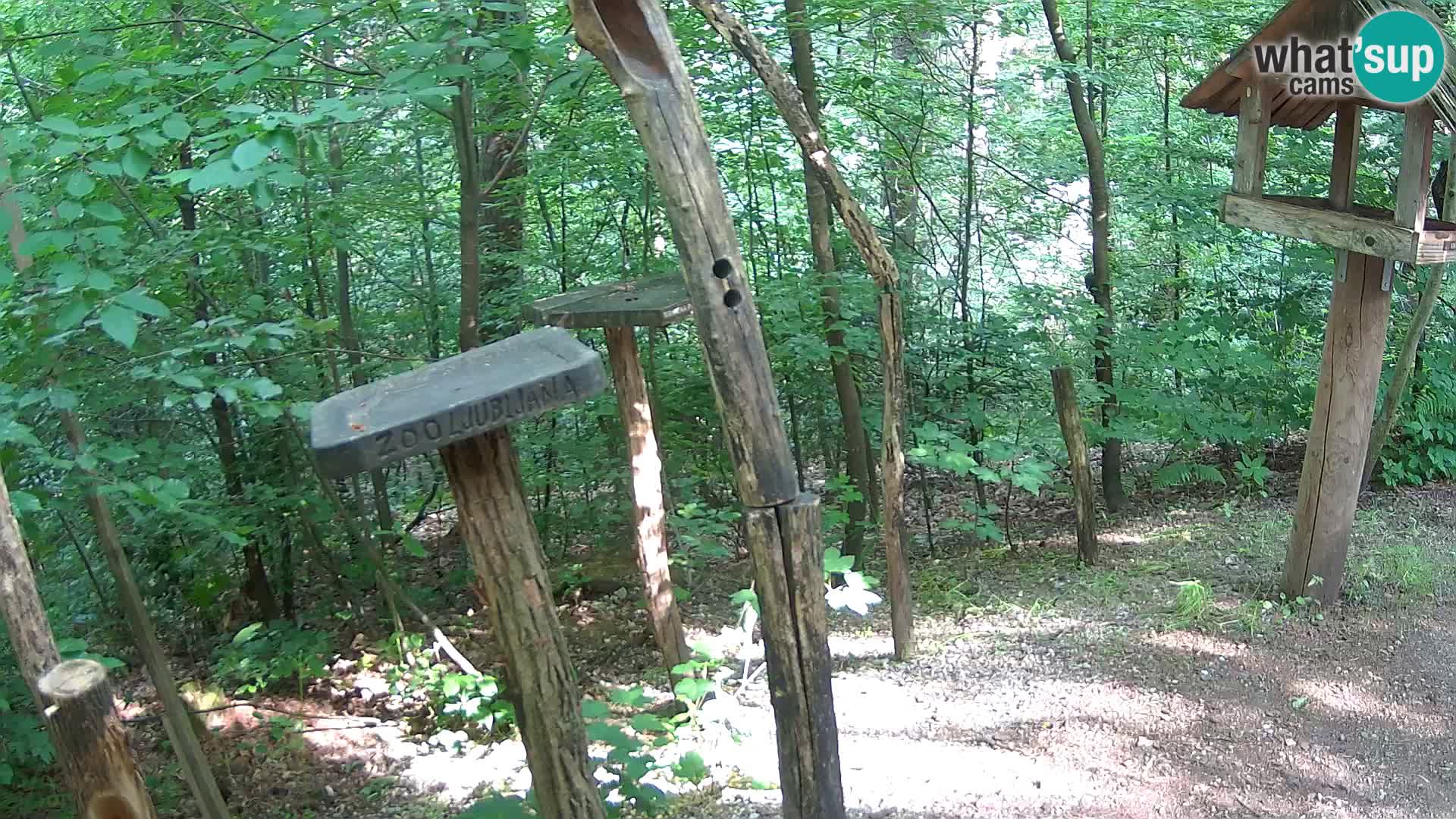 Mangeoires pour oiseaux au ZOO live webcam Ljubljana