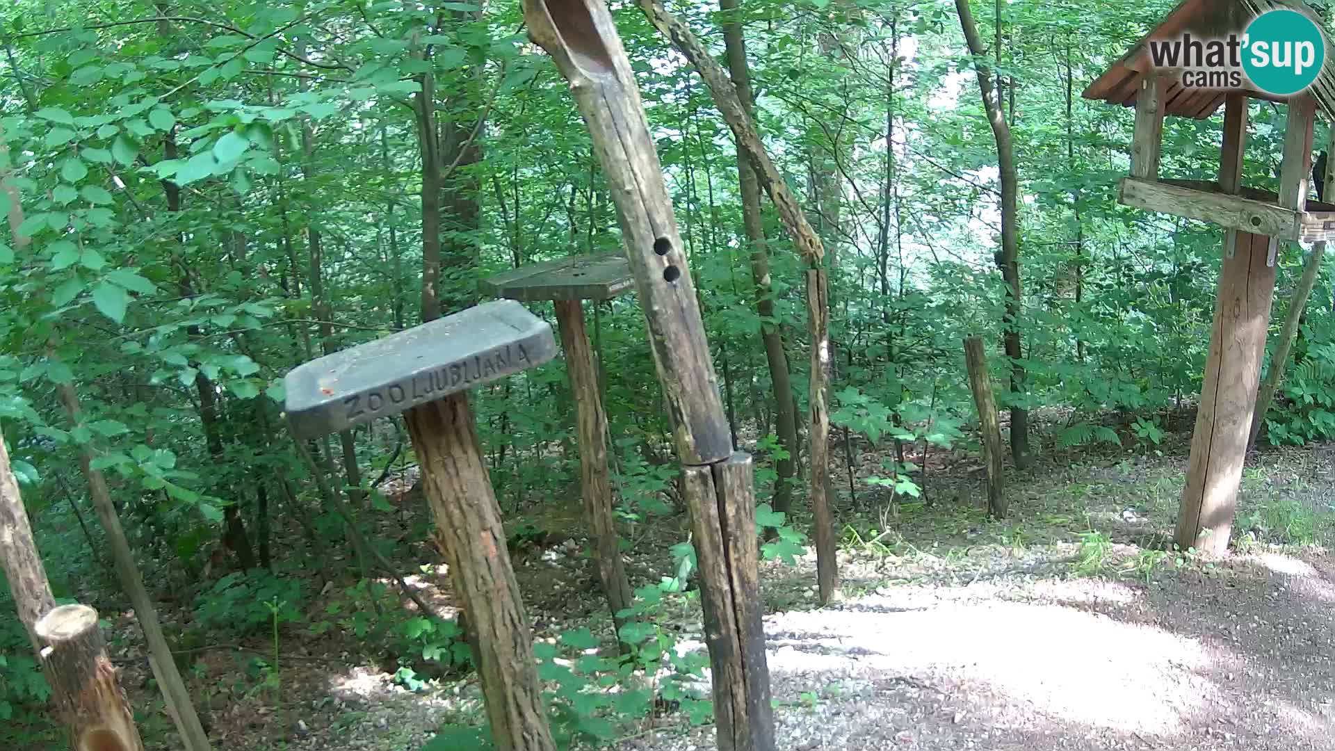 Comederos para pájaros en ZOO Ljubljana camera en vivo