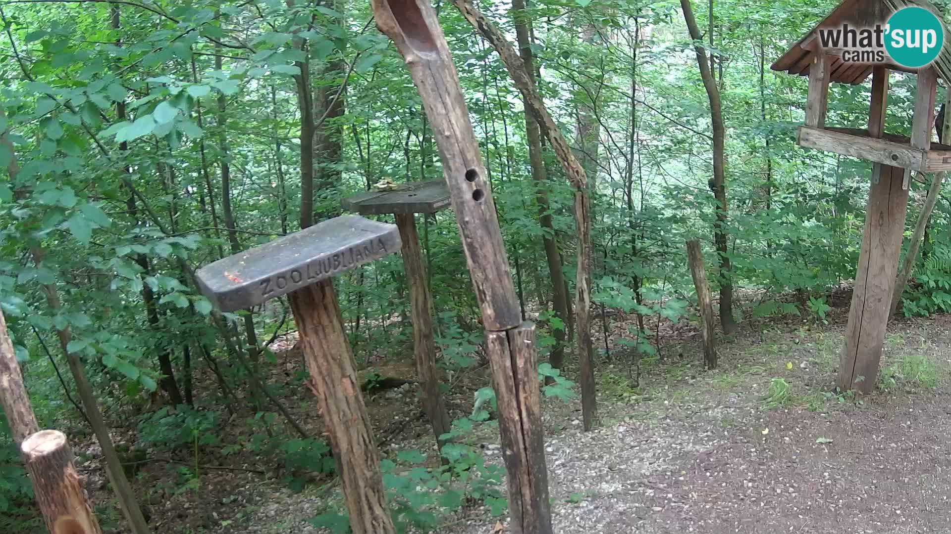 Mangiatoie per uccelli allo ZOO di Lubiana livecam