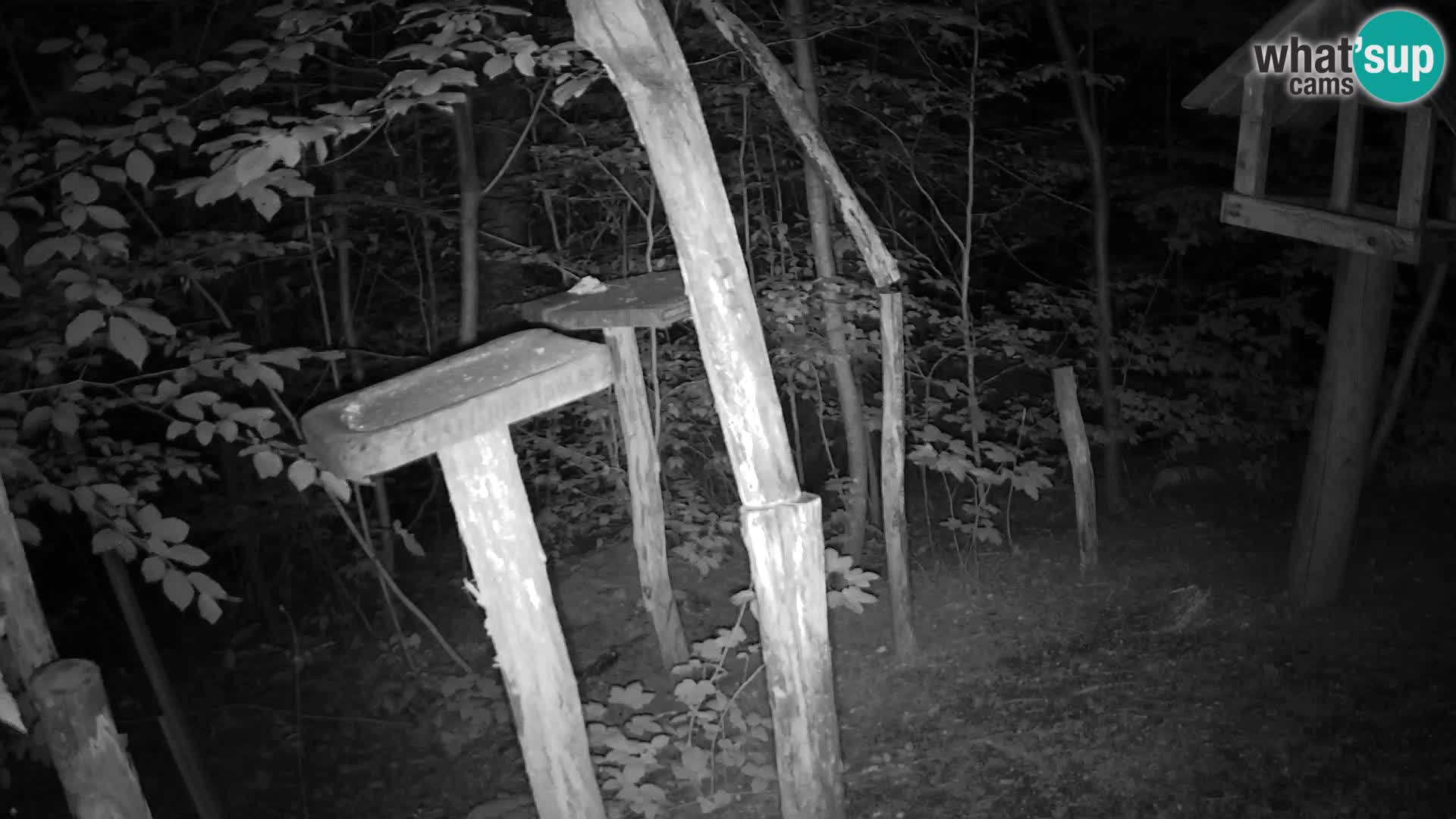 Vogelfutterhäuschen im ZOO webcam Ljubljana