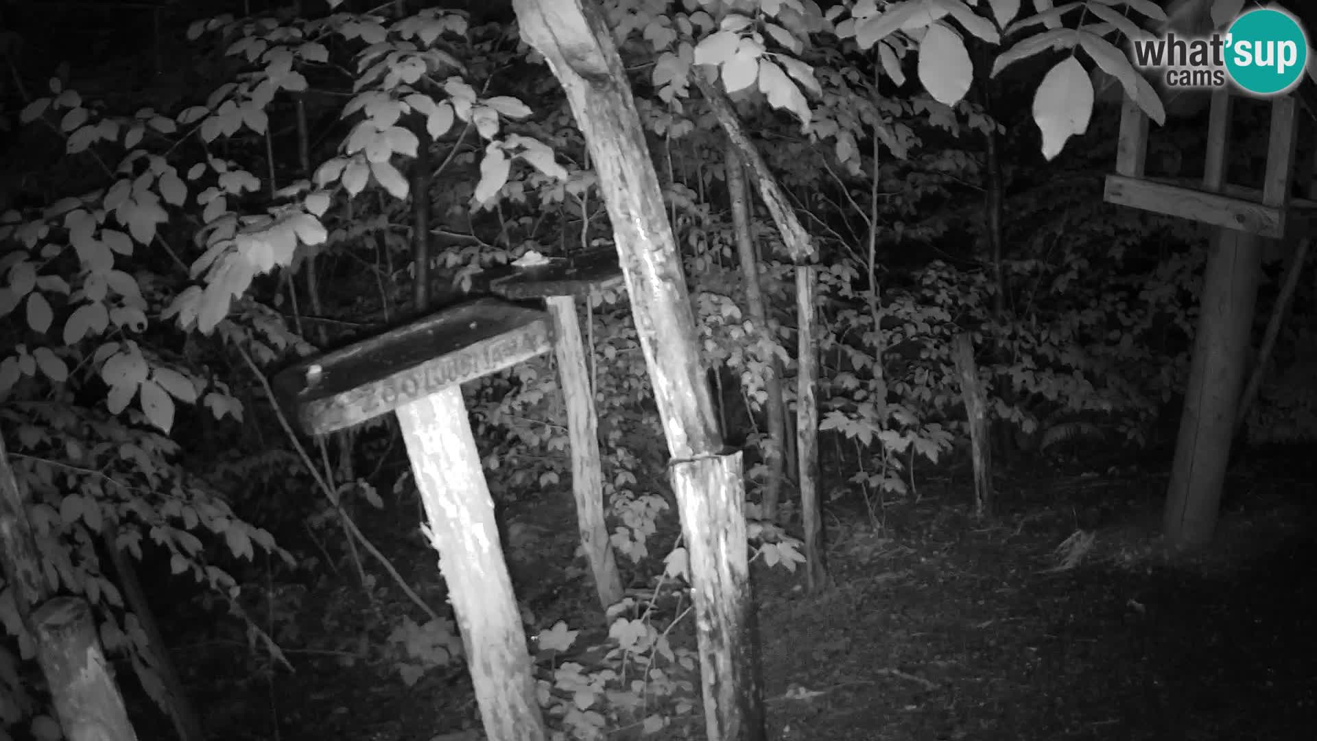 Mangiatoie per uccelli allo ZOO di Lubiana livecam