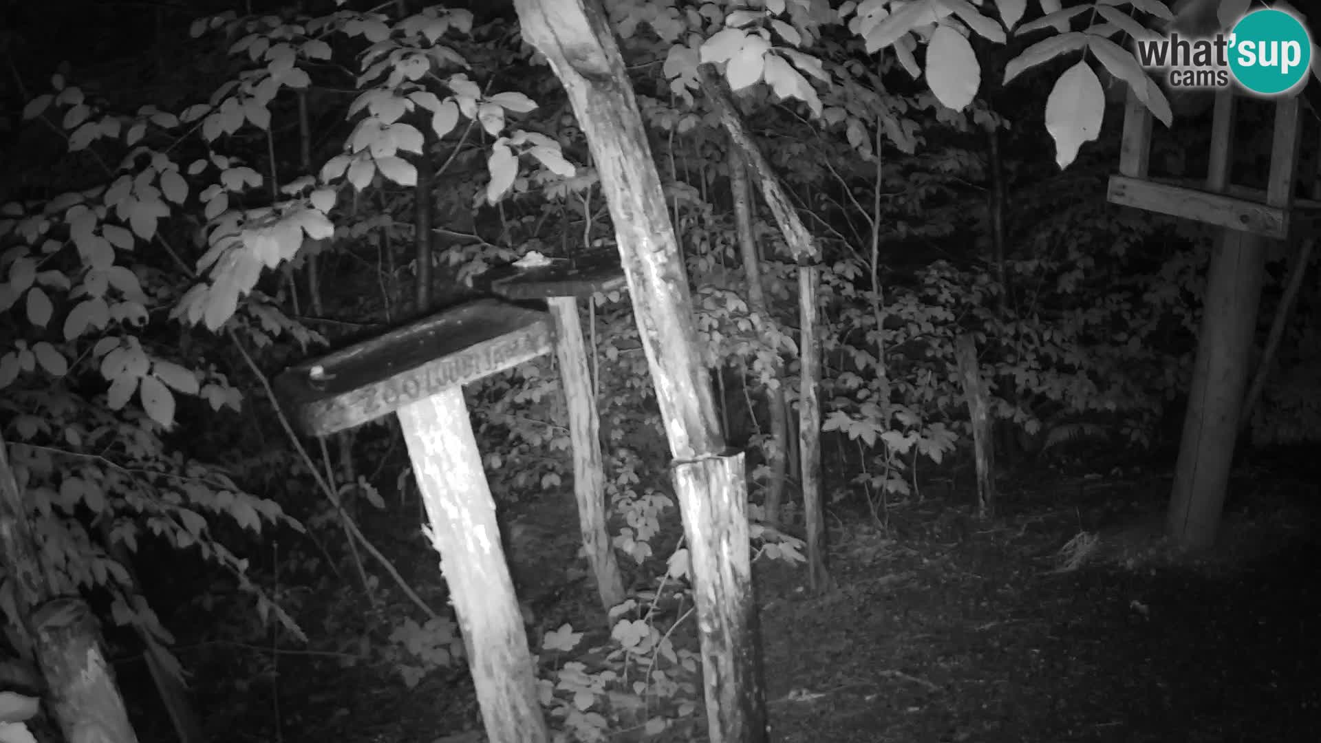 Hranilice za ptice u ZOO web kamera Ljubljana