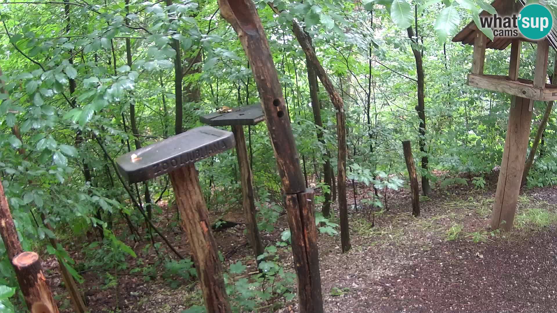 Mangiatoie per uccelli allo ZOO di Lubiana livecam