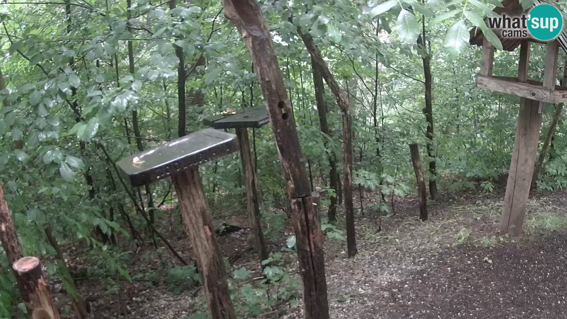 Hranilice za ptice u ZOO web kamera Ljubljana
