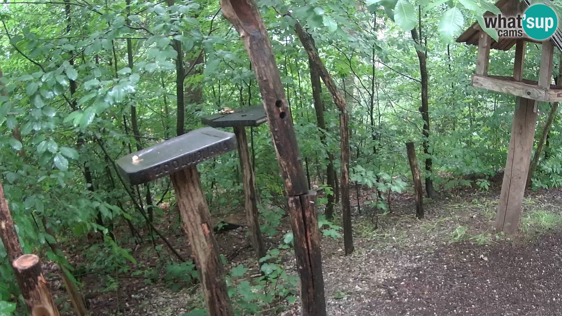 Comederos para pájaros en ZOO Ljubljana camera en vivo