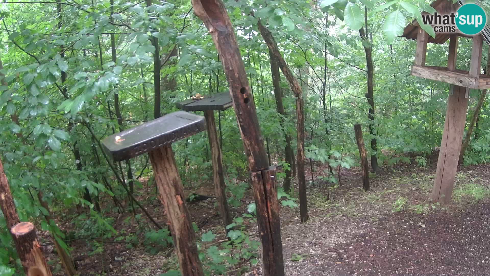 Hranilice za ptice u ZOO web kamera Ljubljana