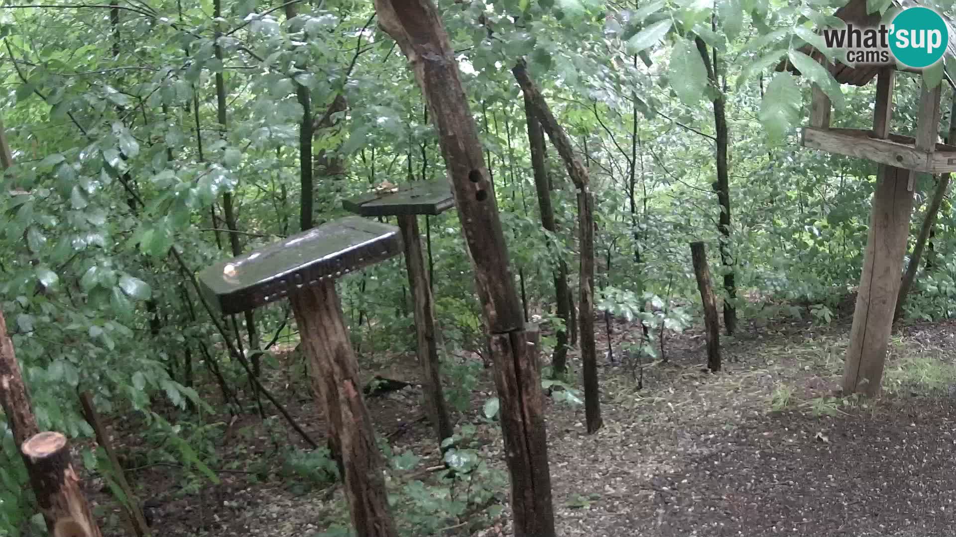 Mangeoires pour oiseaux au ZOO live webcam Ljubljana