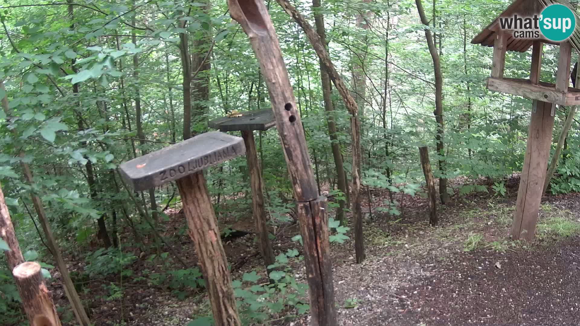 Krmilnice za ptiče v ZOO Ljubljana spletna kamera