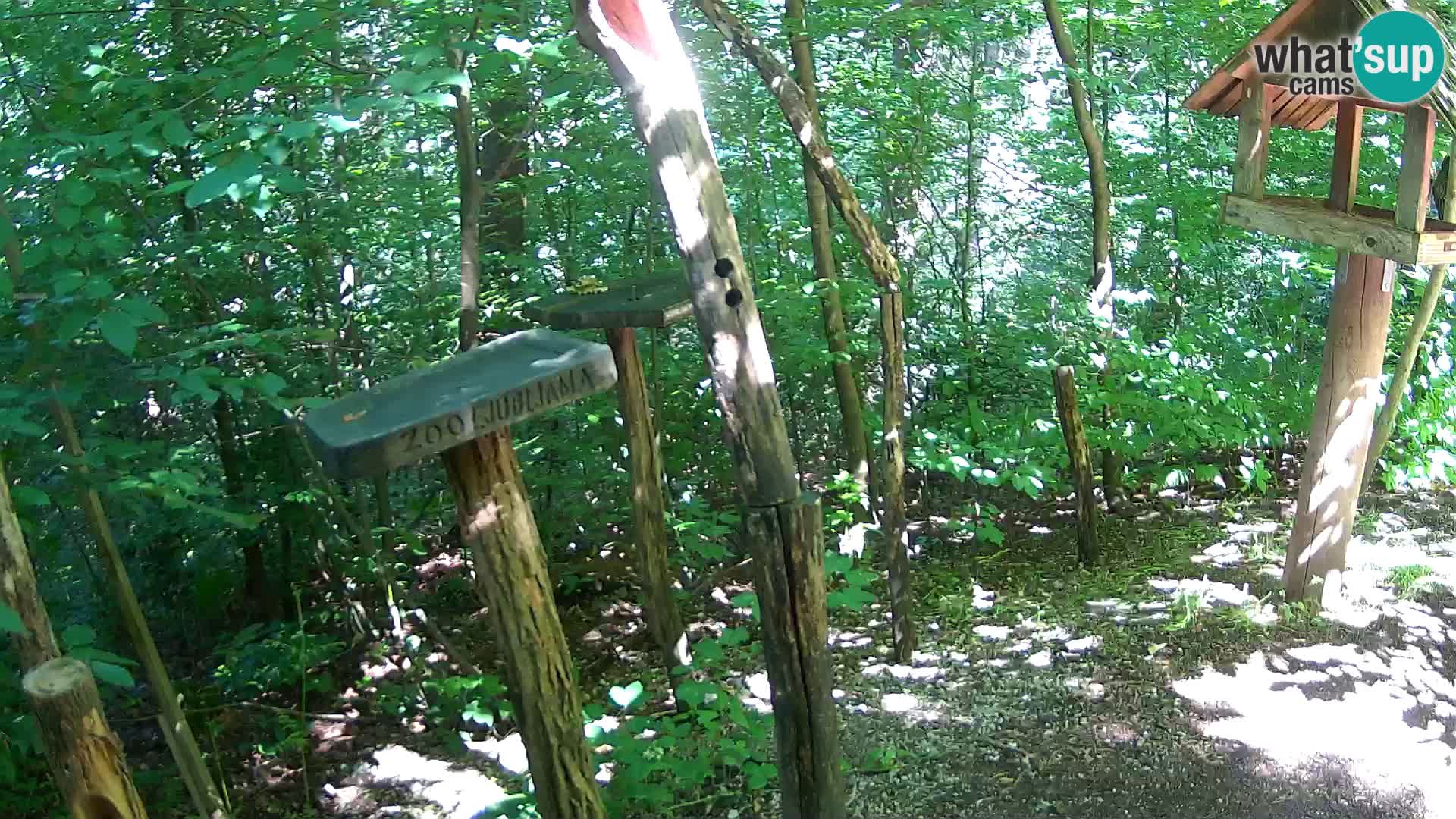 Vogelfutterhäuschen im ZOO webcam Ljubljana