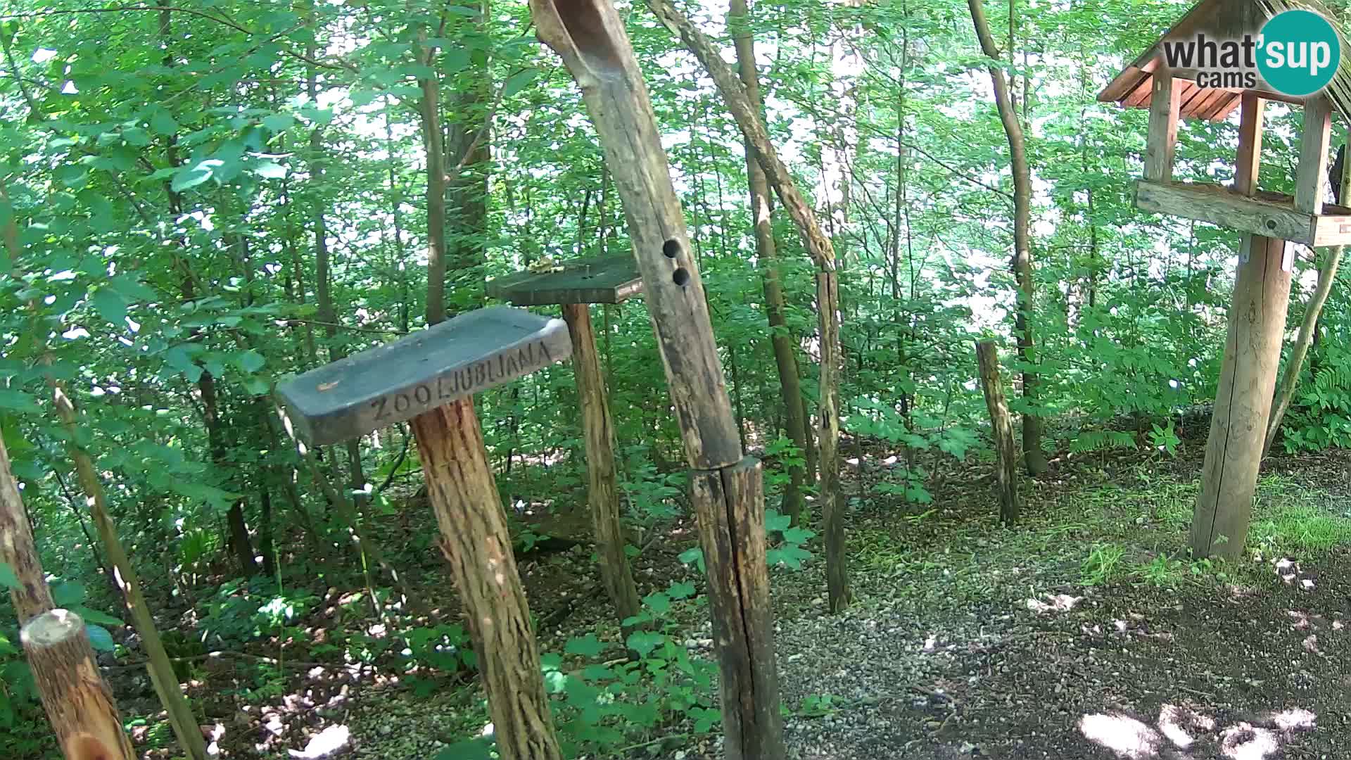 Vogelfutterhäuschen im ZOO webcam Ljubljana