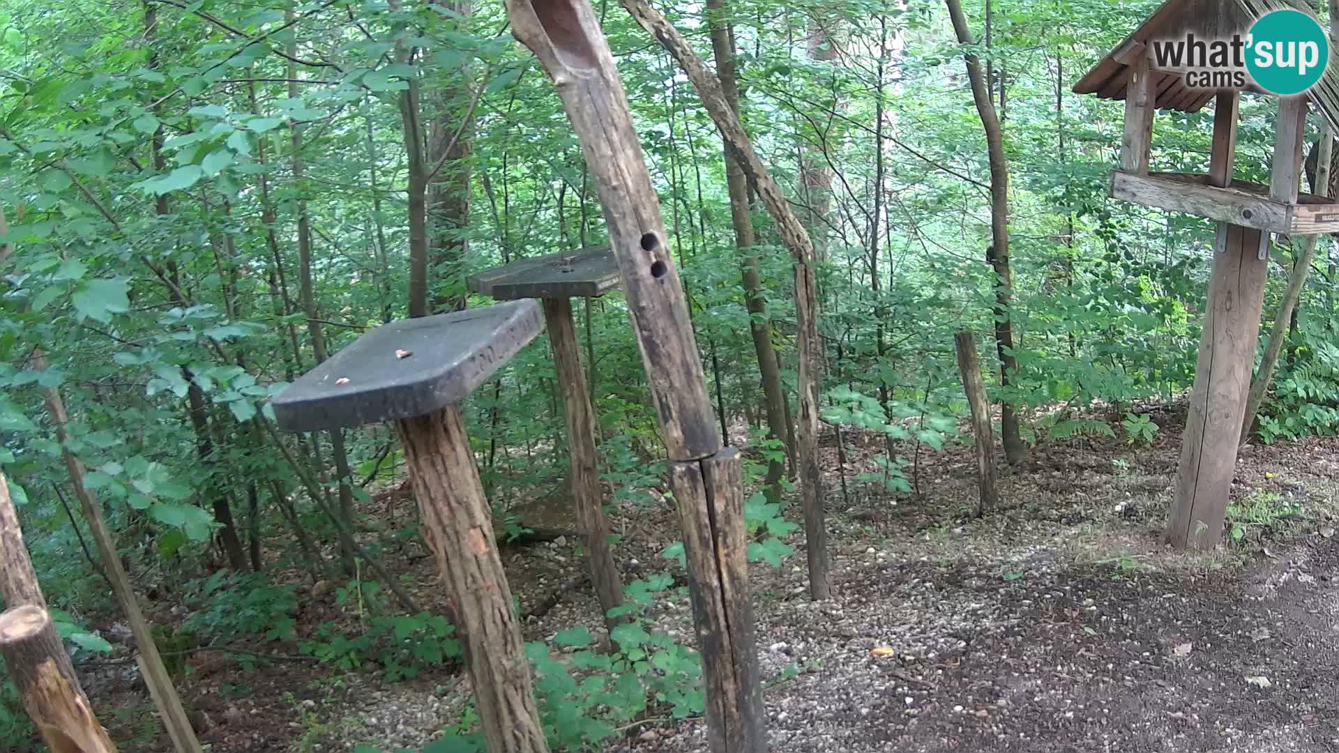 Mangeoires pour oiseaux au ZOO live webcam Ljubljana