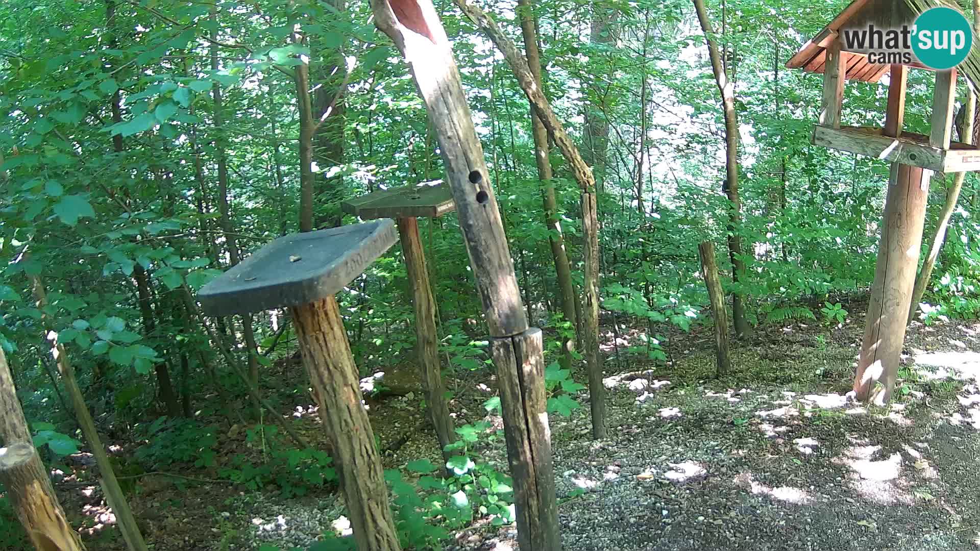 Hranilice za ptice u ZOO web kamera Ljubljana