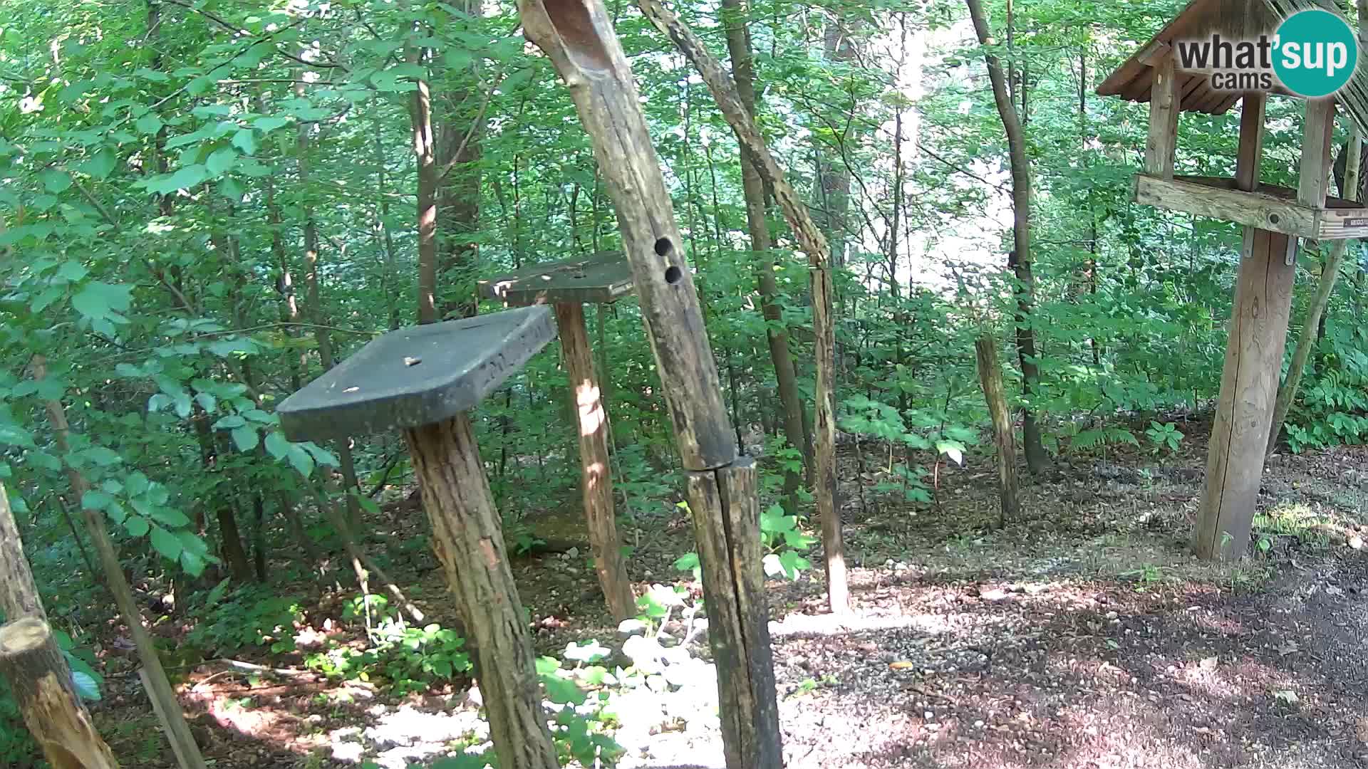 Hranilice za ptice u ZOO web kamera Ljubljana