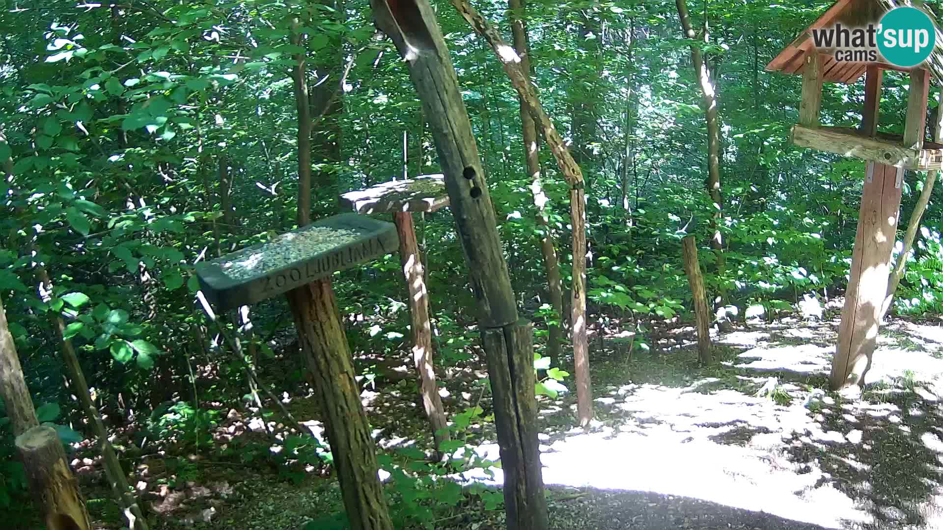 Hranilice za ptice u ZOO web kamera Ljubljana
