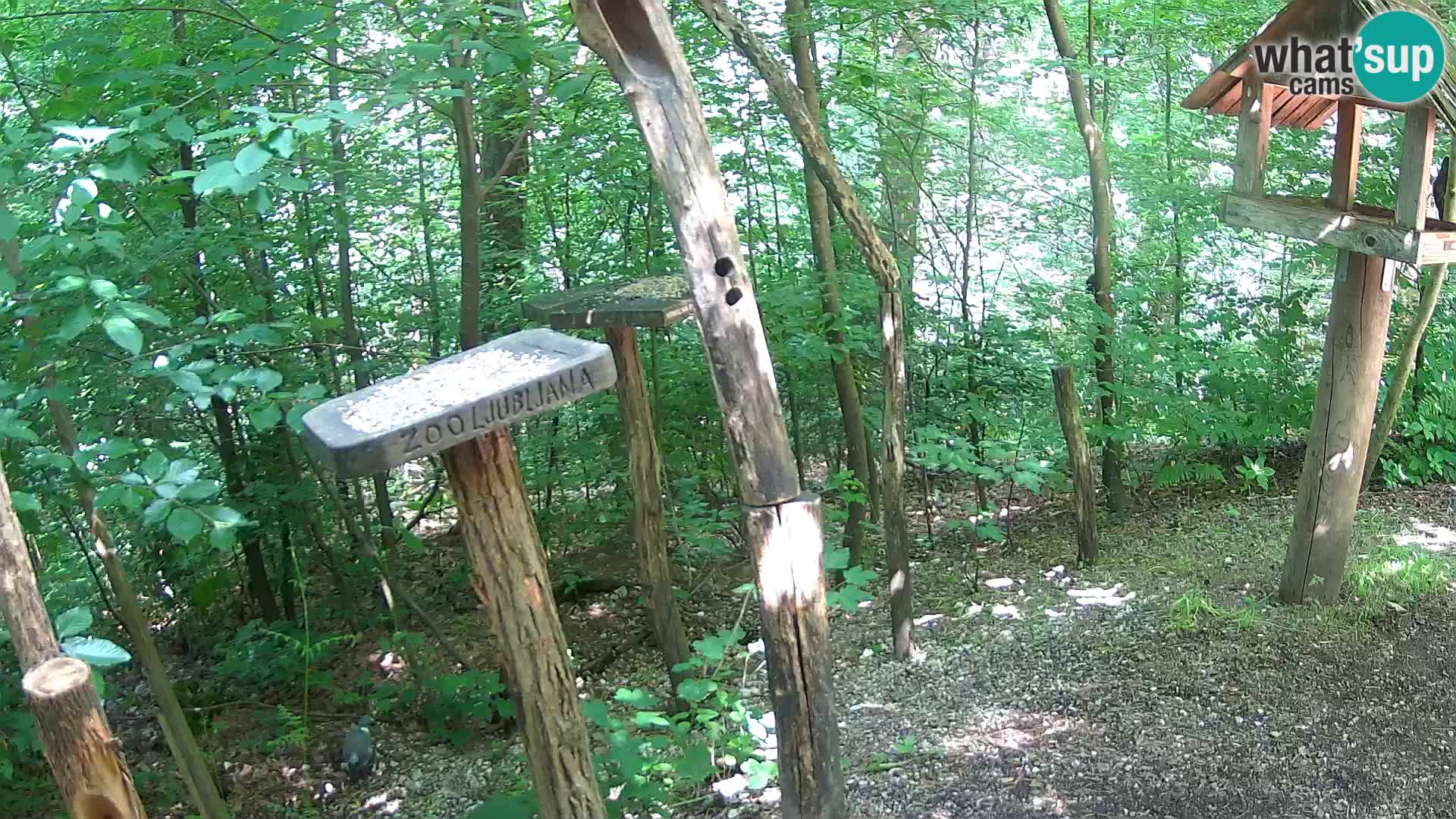 Hranilice za ptice u ZOO web kamera Ljubljana