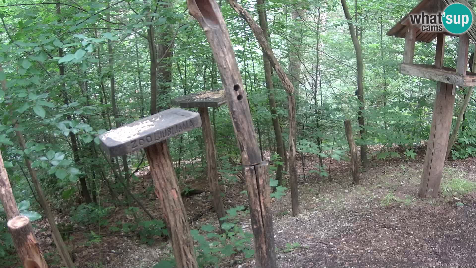 Bird feeders at ZOO Ljubljana webcam