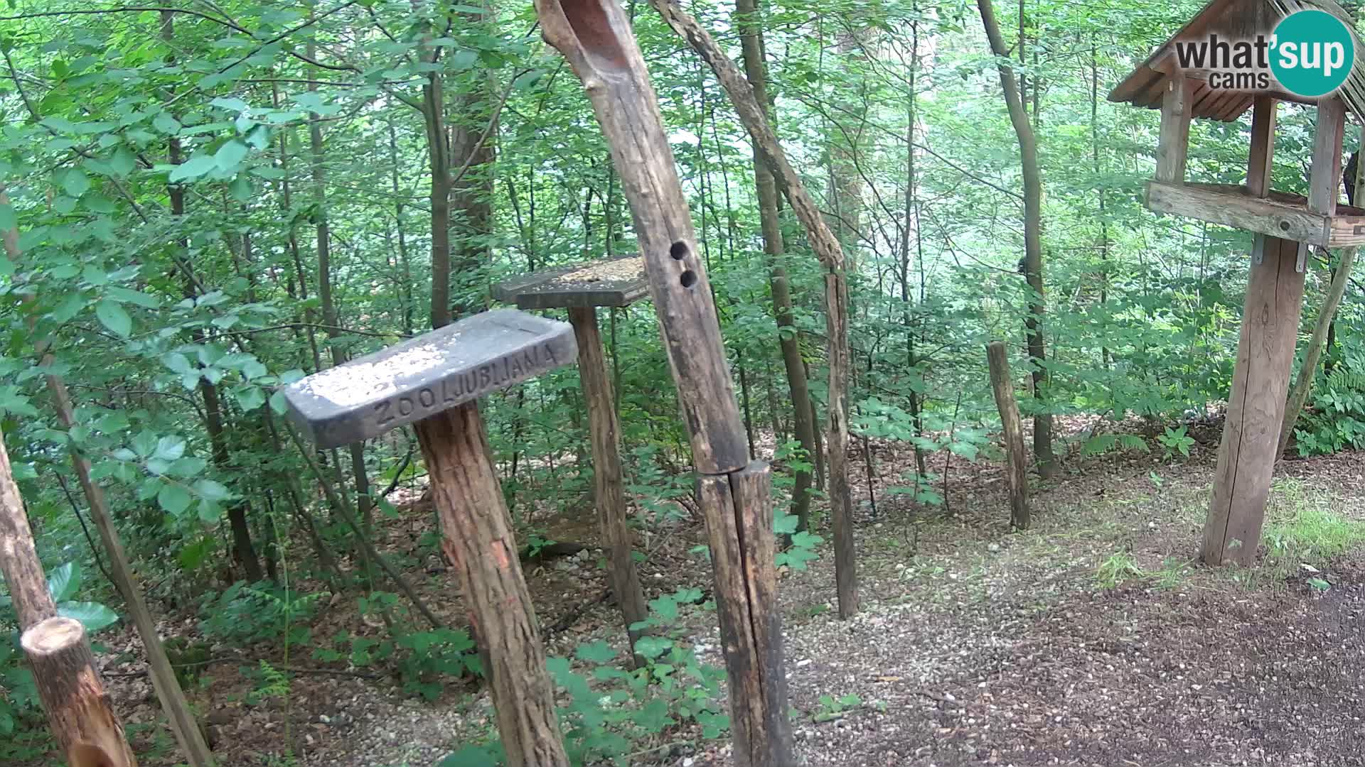 Bird feeders at ZOO Ljubljana webcam
