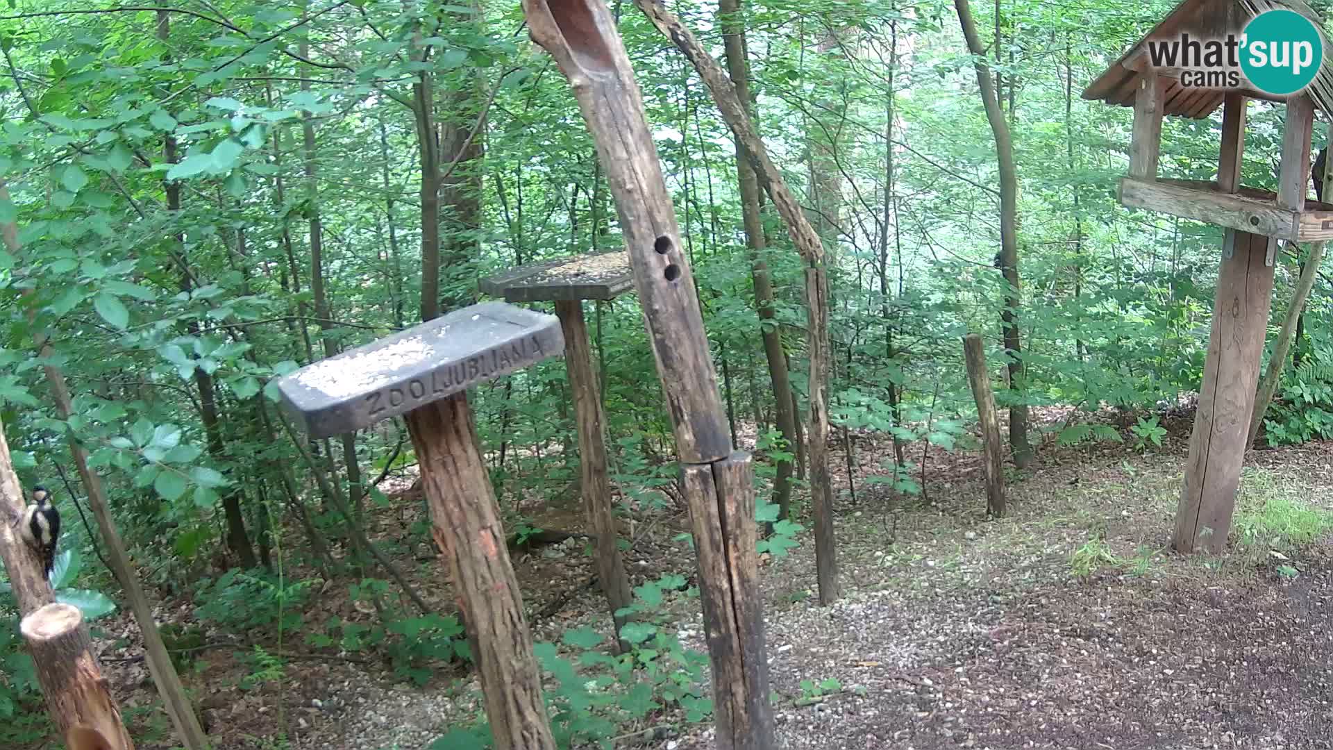 Mangiatoie per uccelli allo ZOO di Lubiana livecam