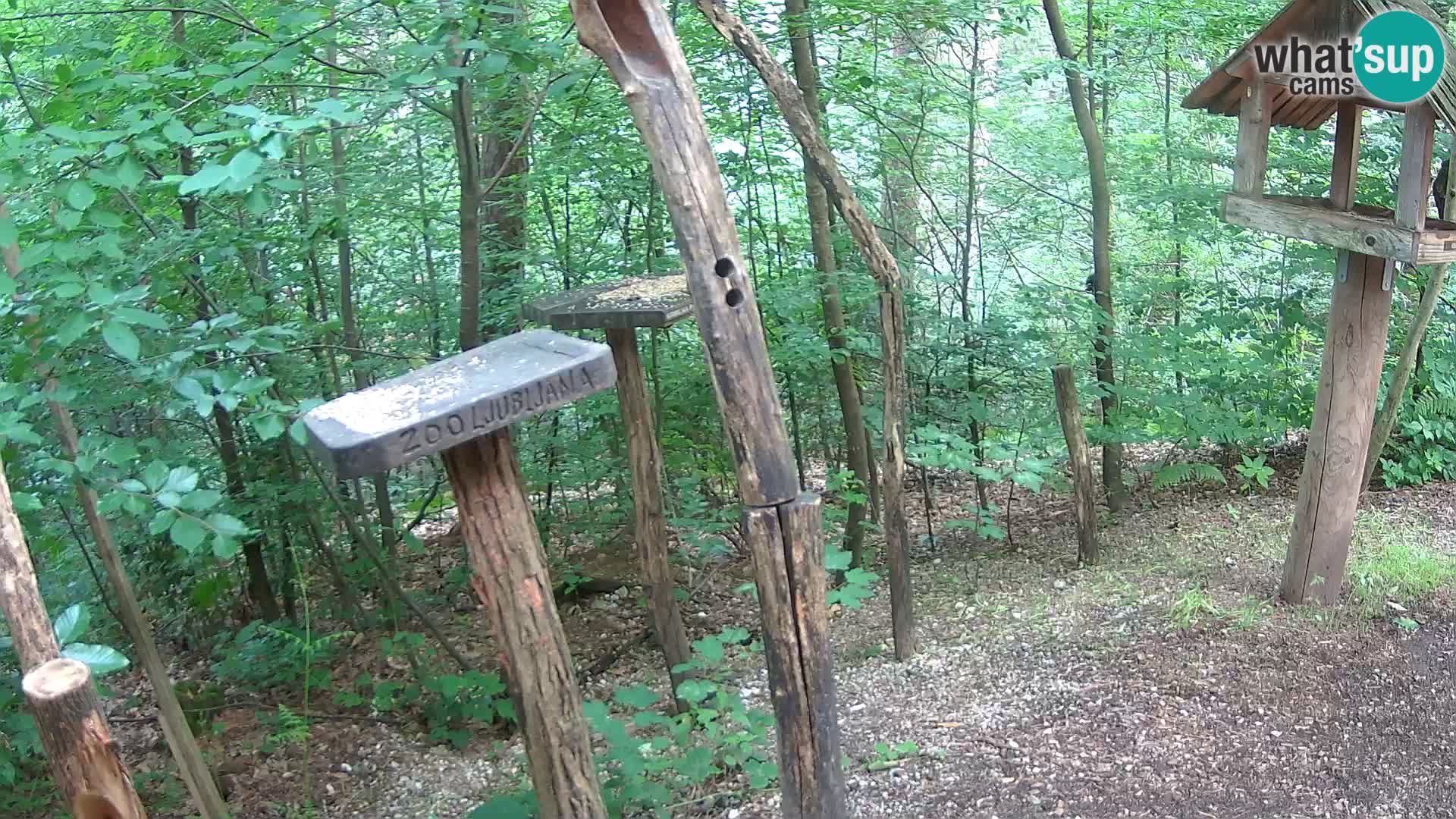 Krmilnice za ptiče v ZOO Ljubljana spletna kamera