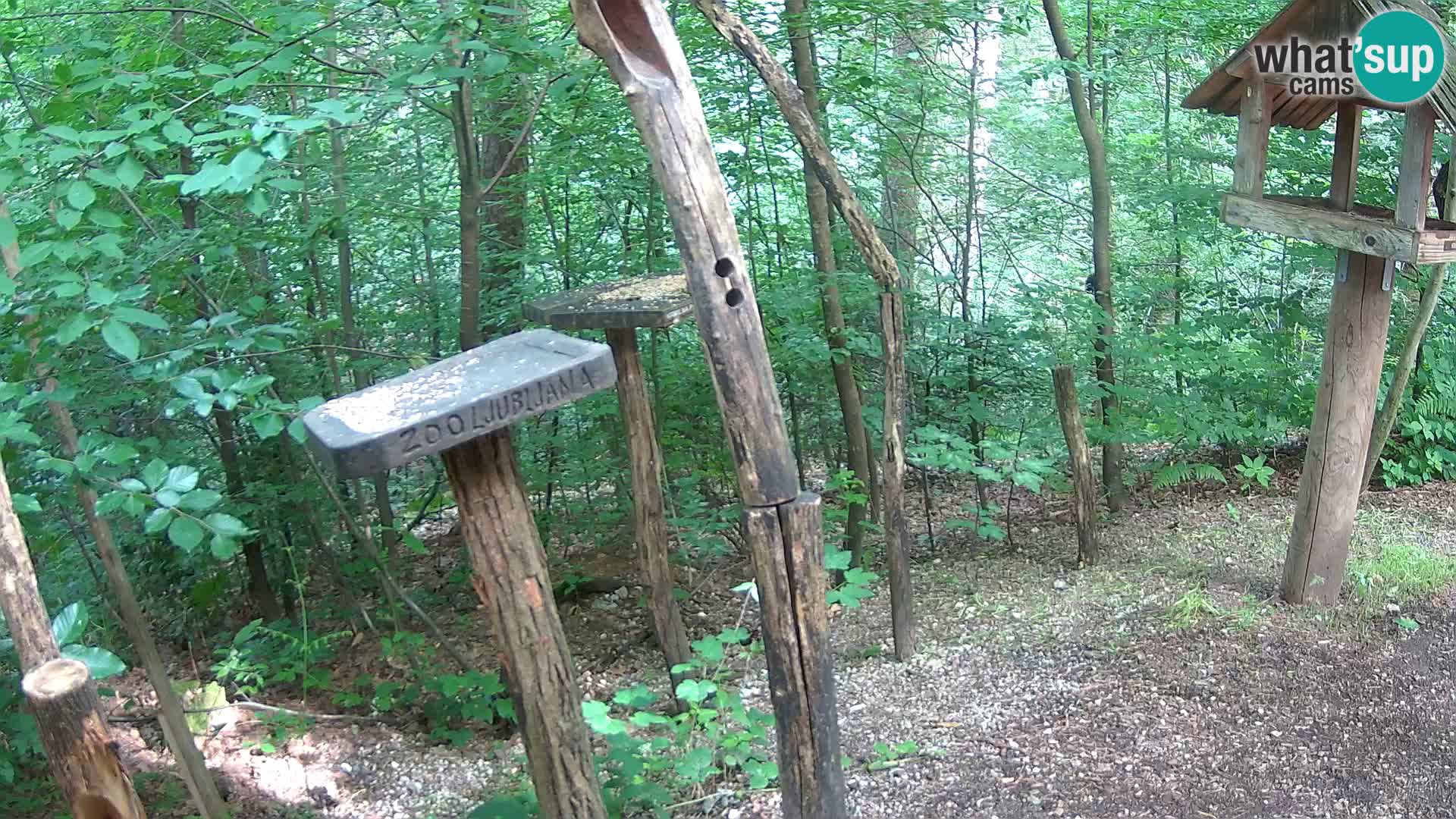 Comederos para pájaros en ZOO Ljubljana camera en vivo
