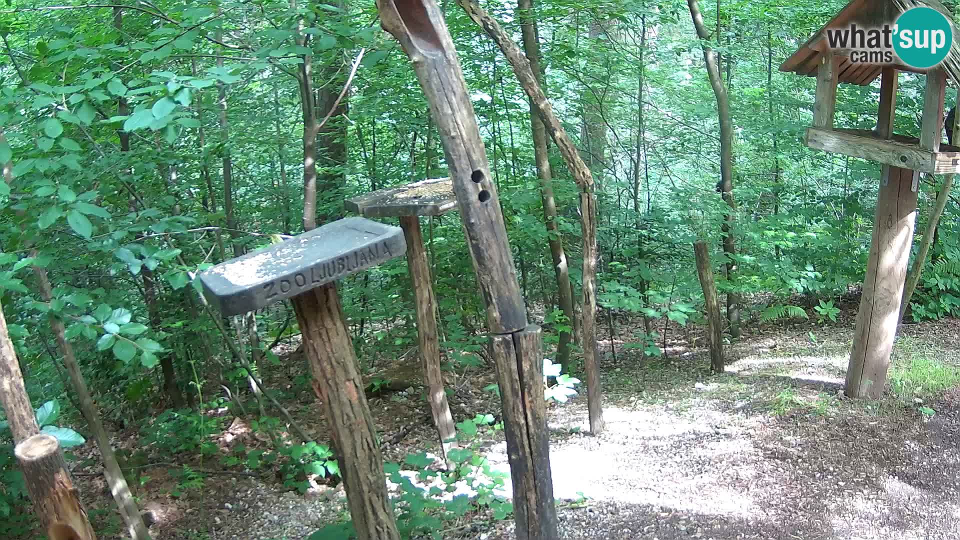 Mangiatoie per uccelli allo ZOO di Lubiana livecam