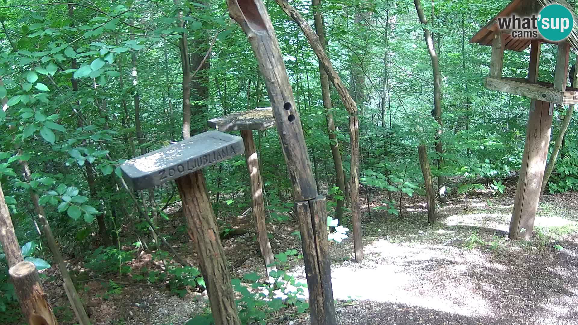Comederos para pájaros en ZOO Ljubljana camera en vivo