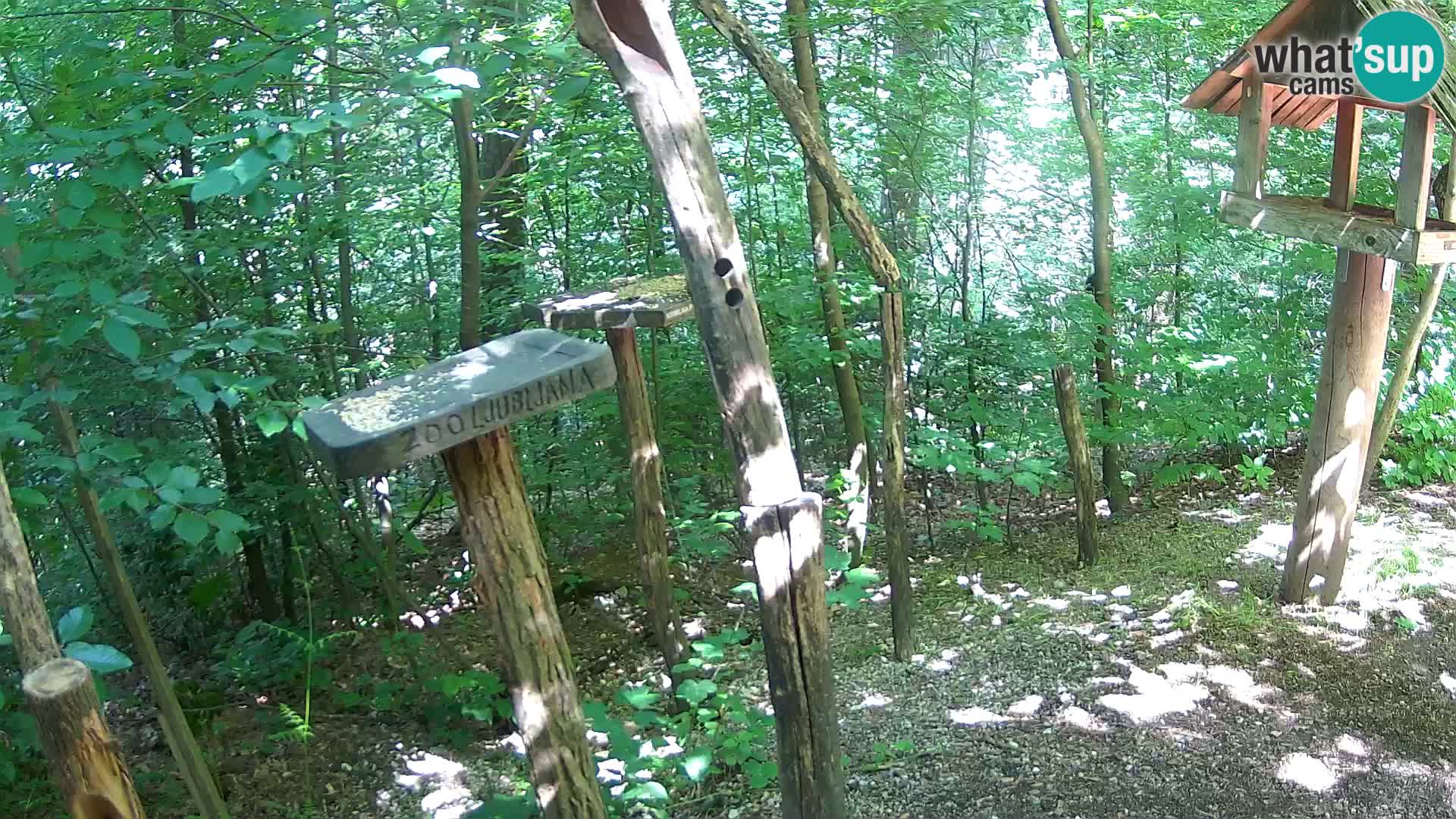 Krmilnice za ptiče v ZOO Ljubljana spletna kamera