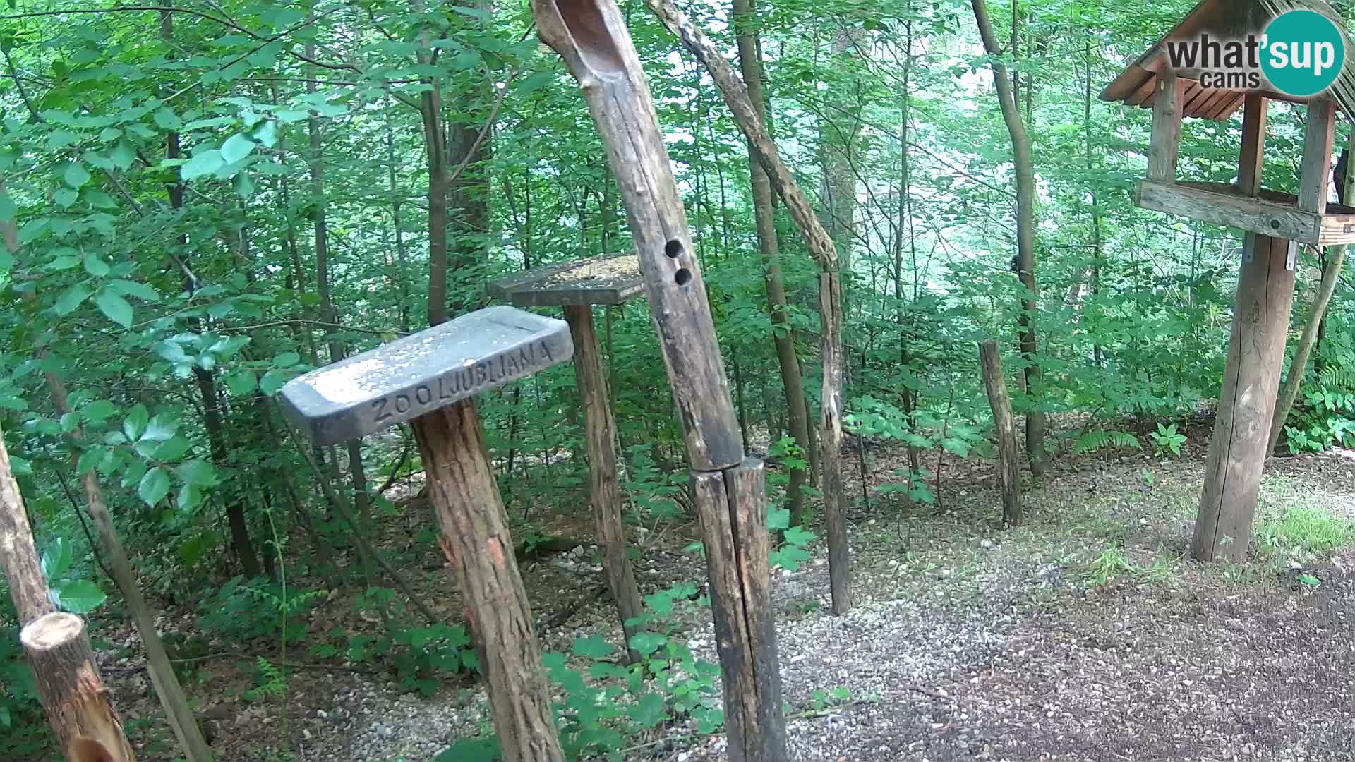 Comederos para pájaros en ZOO Ljubljana camera en vivo