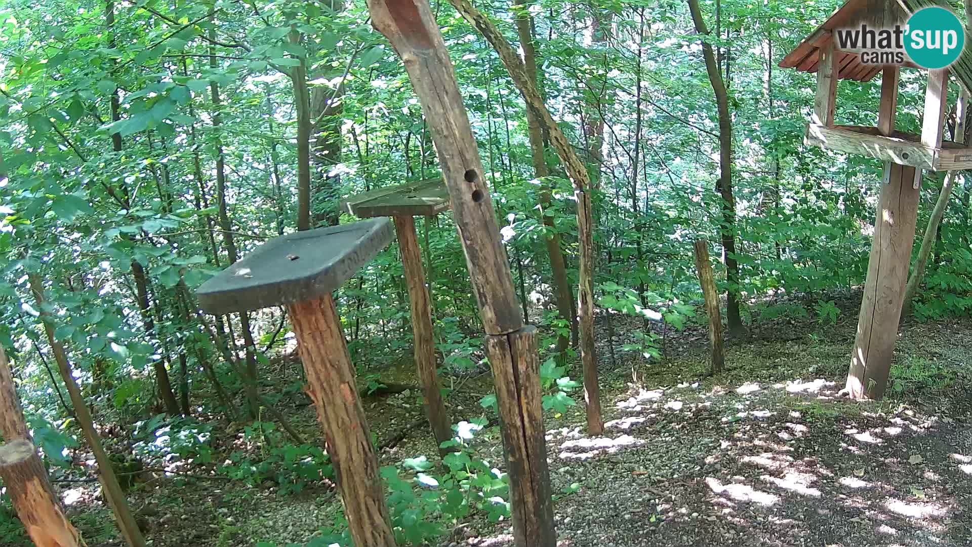 Vogelfutterhäuschen im ZOO webcam Ljubljana