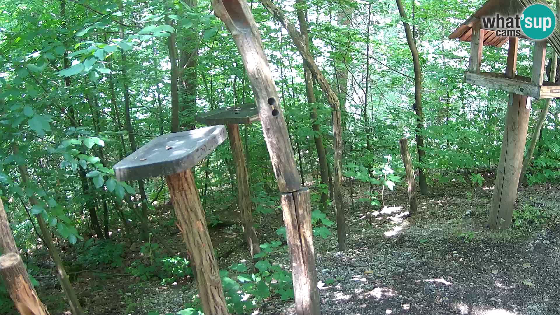 Krmilnice za ptiče v ZOO Ljubljana spletna kamera