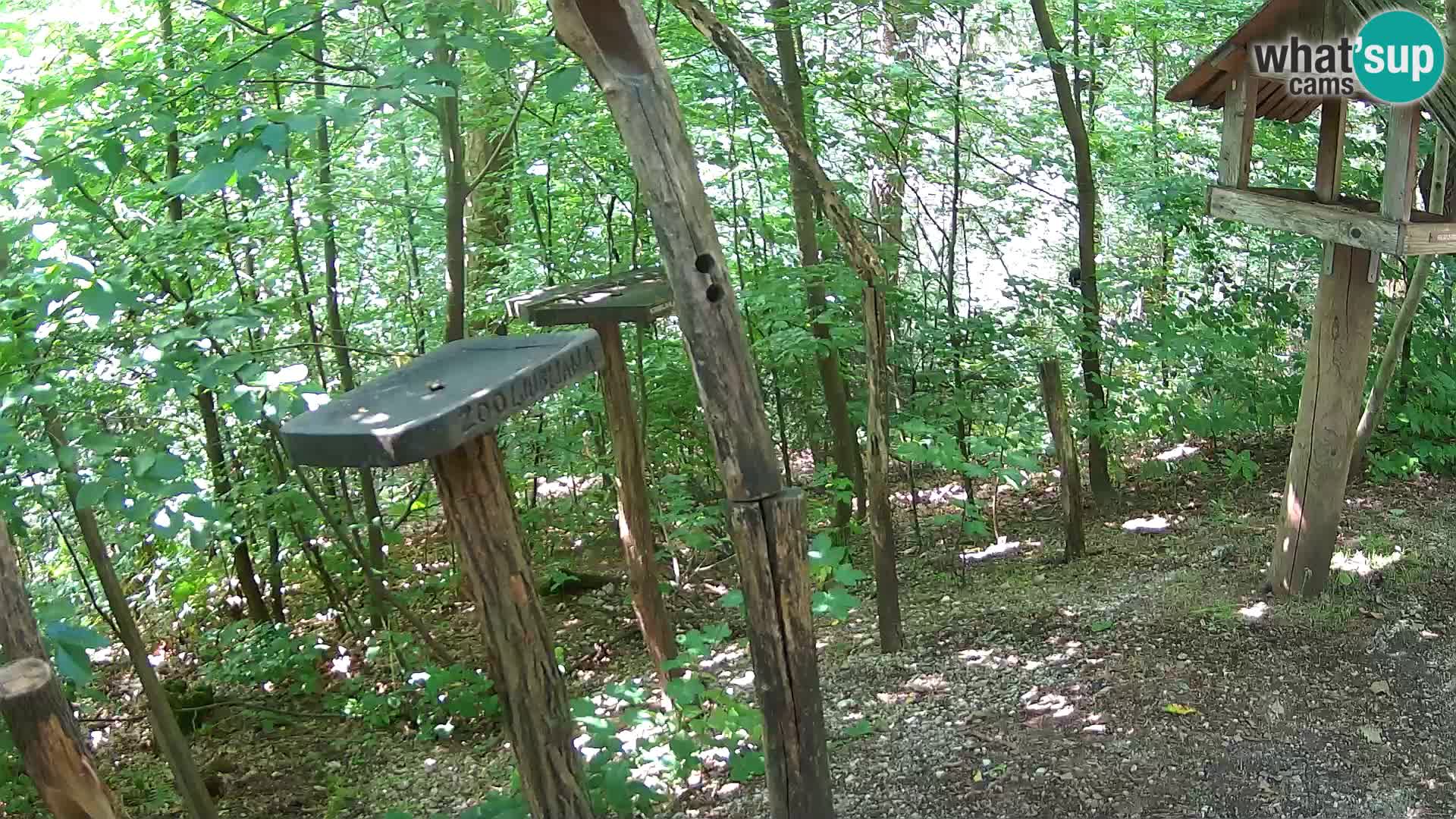 Krmilnice za ptiče v ZOO Ljubljana spletna kamera
