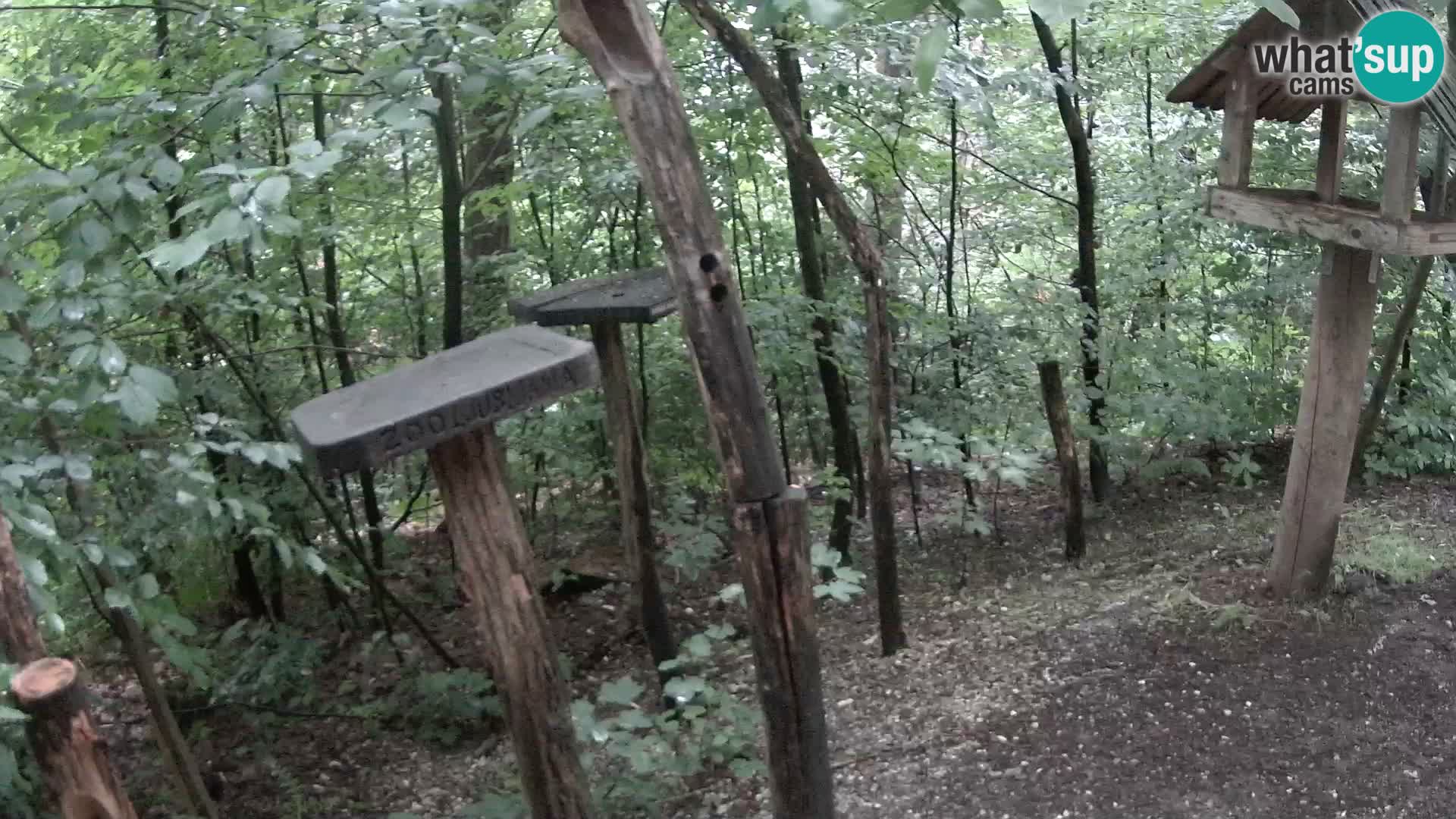 Vogelfutterhäuschen im ZOO webcam Ljubljana