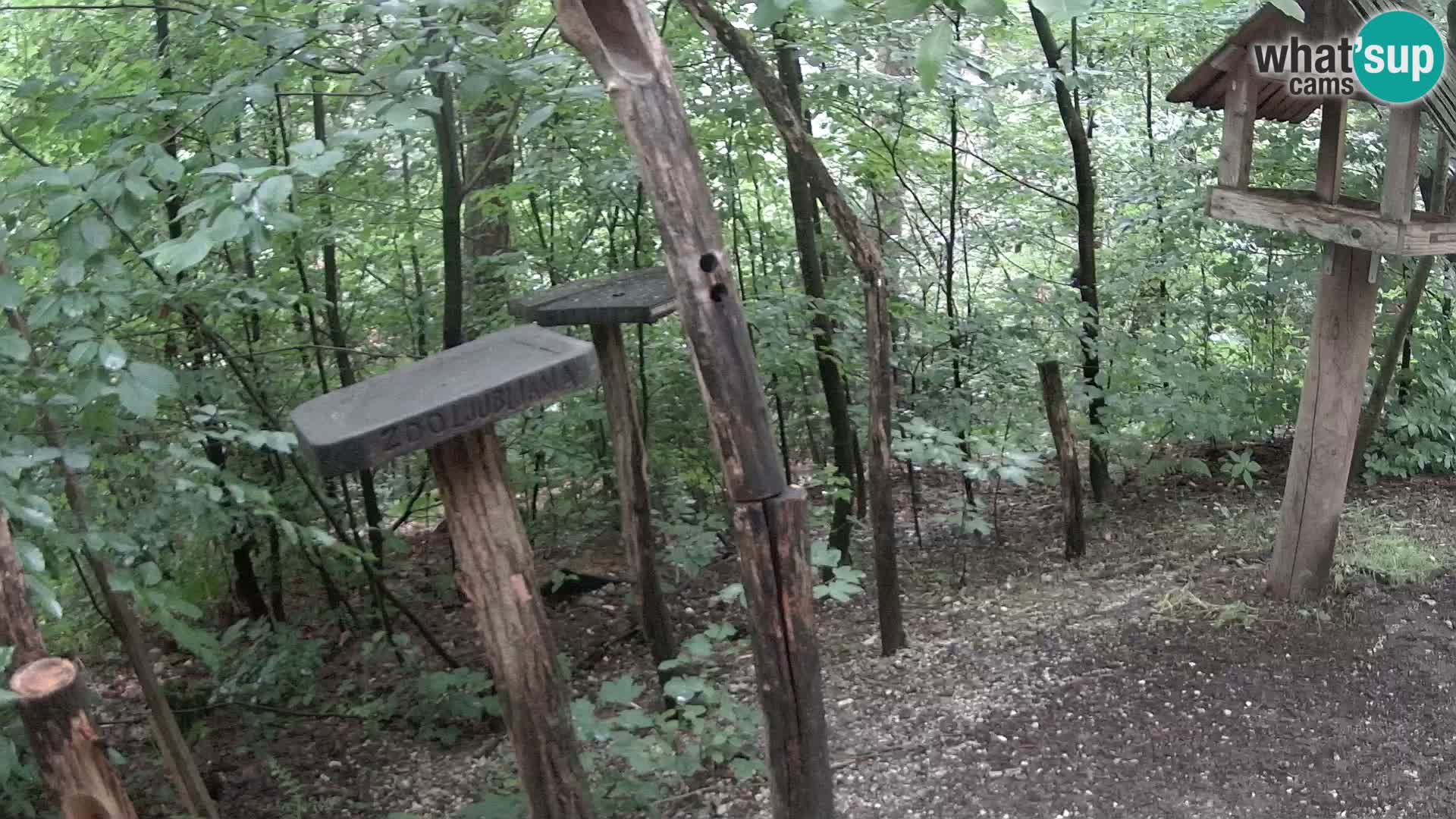 Vogelfutterhäuschen im ZOO webcam Ljubljana