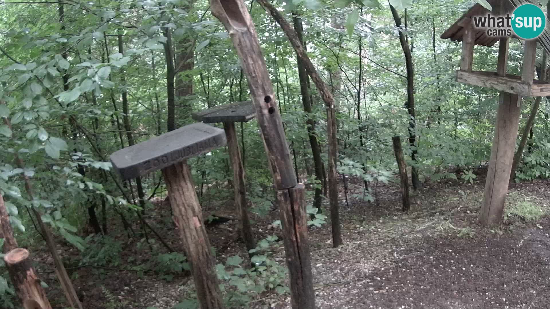 Vogelfutterhäuschen im ZOO webcam Ljubljana