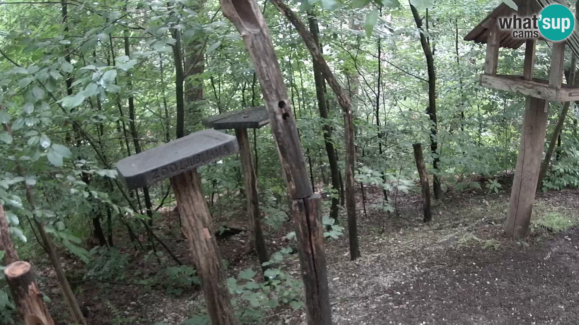Vogelfutterhäuschen im ZOO webcam Ljubljana