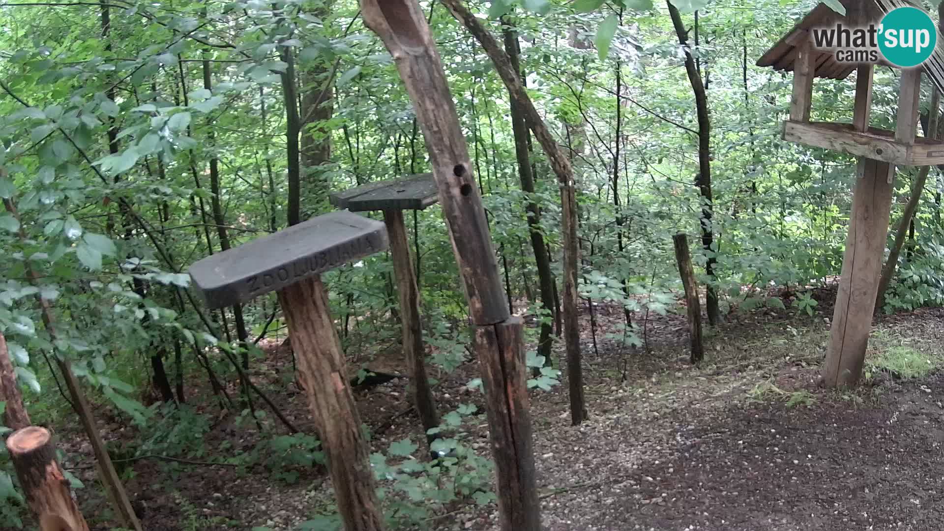 Krmilnice za ptiče v ZOO Ljubljana spletna kamera