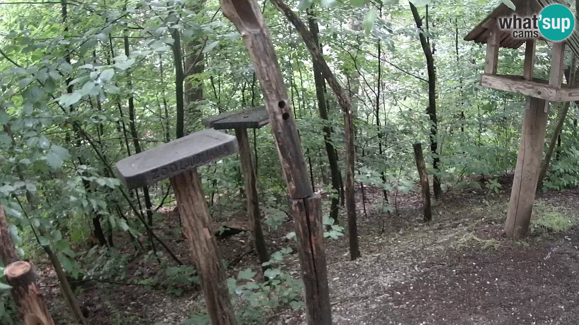 Mangiatoie per uccelli allo ZOO di Lubiana livecam