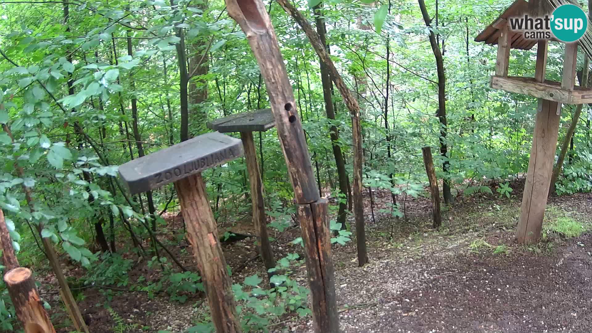 Vogelfutterhäuschen im ZOO webcam Ljubljana