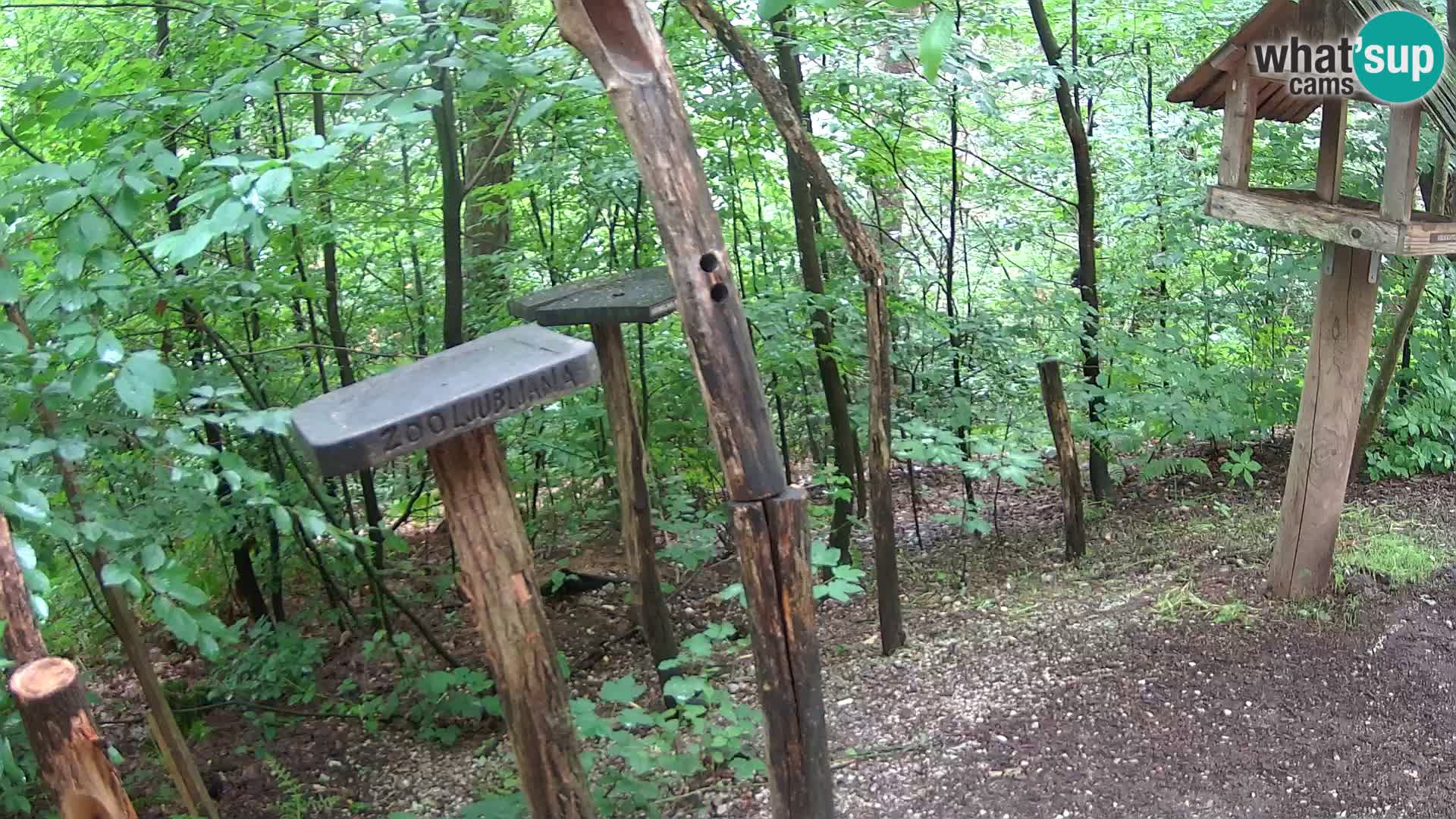 Mangiatoie per uccelli allo ZOO di Lubiana livecam