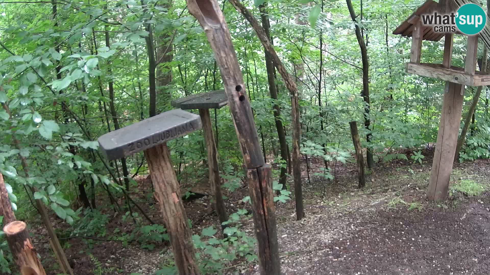 Comederos para pájaros en ZOO Ljubljana camera en vivo