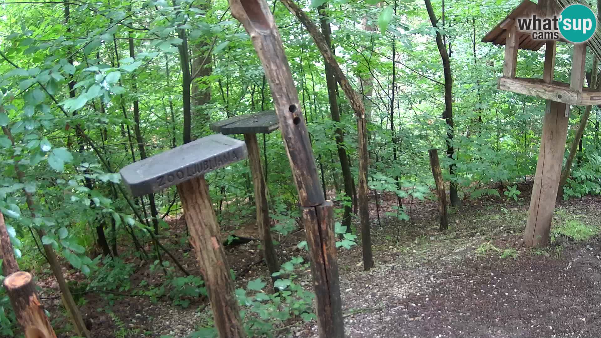Mangeoires pour oiseaux au ZOO live webcam Ljubljana